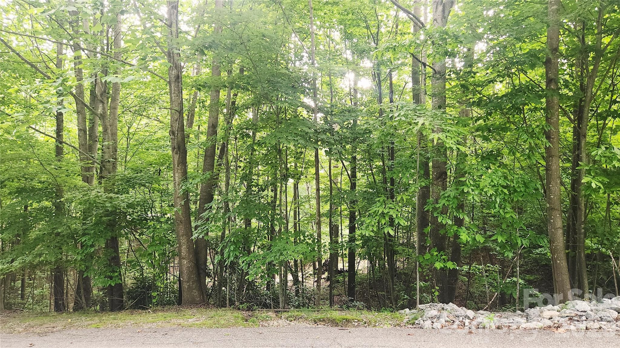 View from Ladys Fern Trail - 9999 Red Bud Lane, Laurel Park