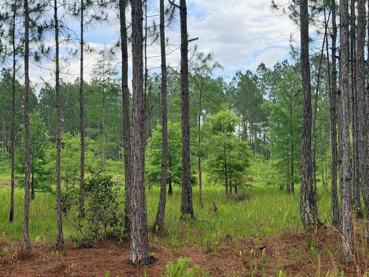 Land at 790 NW 42 TER, CHIEFLAND, photo 3 of 50