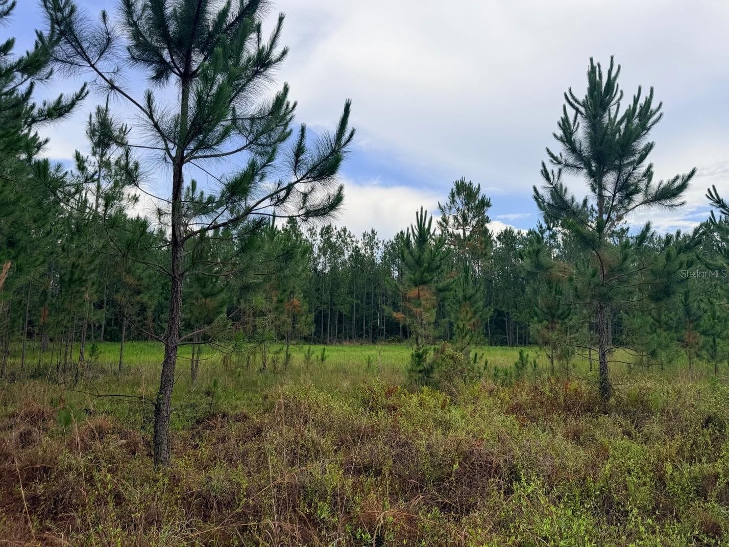 Land at 790 NW 42 TER, CHIEFLAND, photo 36 of 50