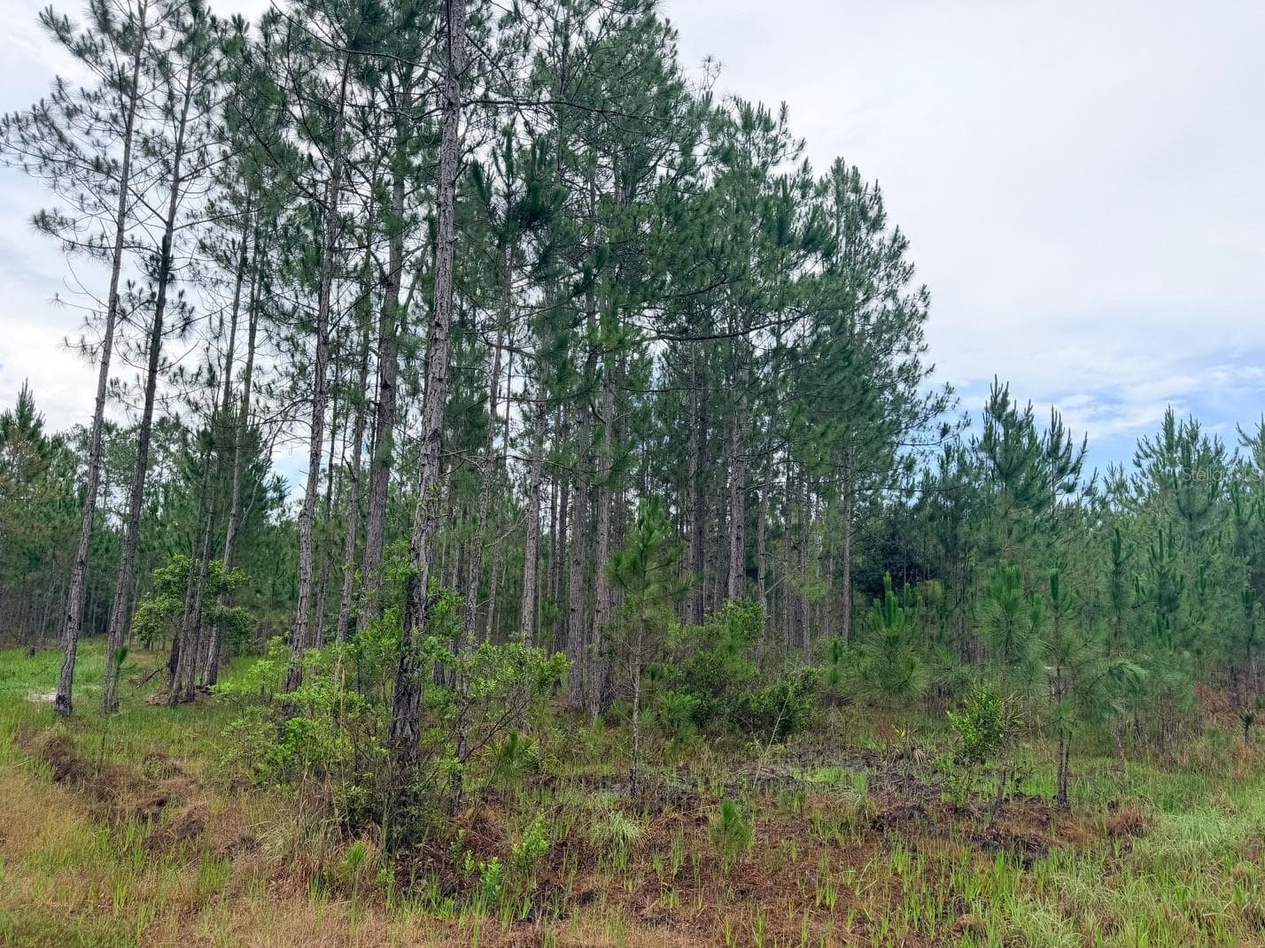 Land at 790 NW 42 TER, CHIEFLAND, photo 41 of 50