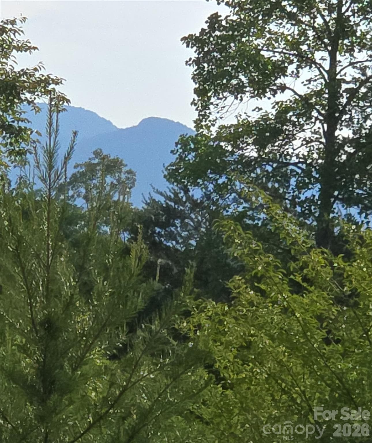 Possible views of White Oak with clearing on additional acreage. - Mill Spring