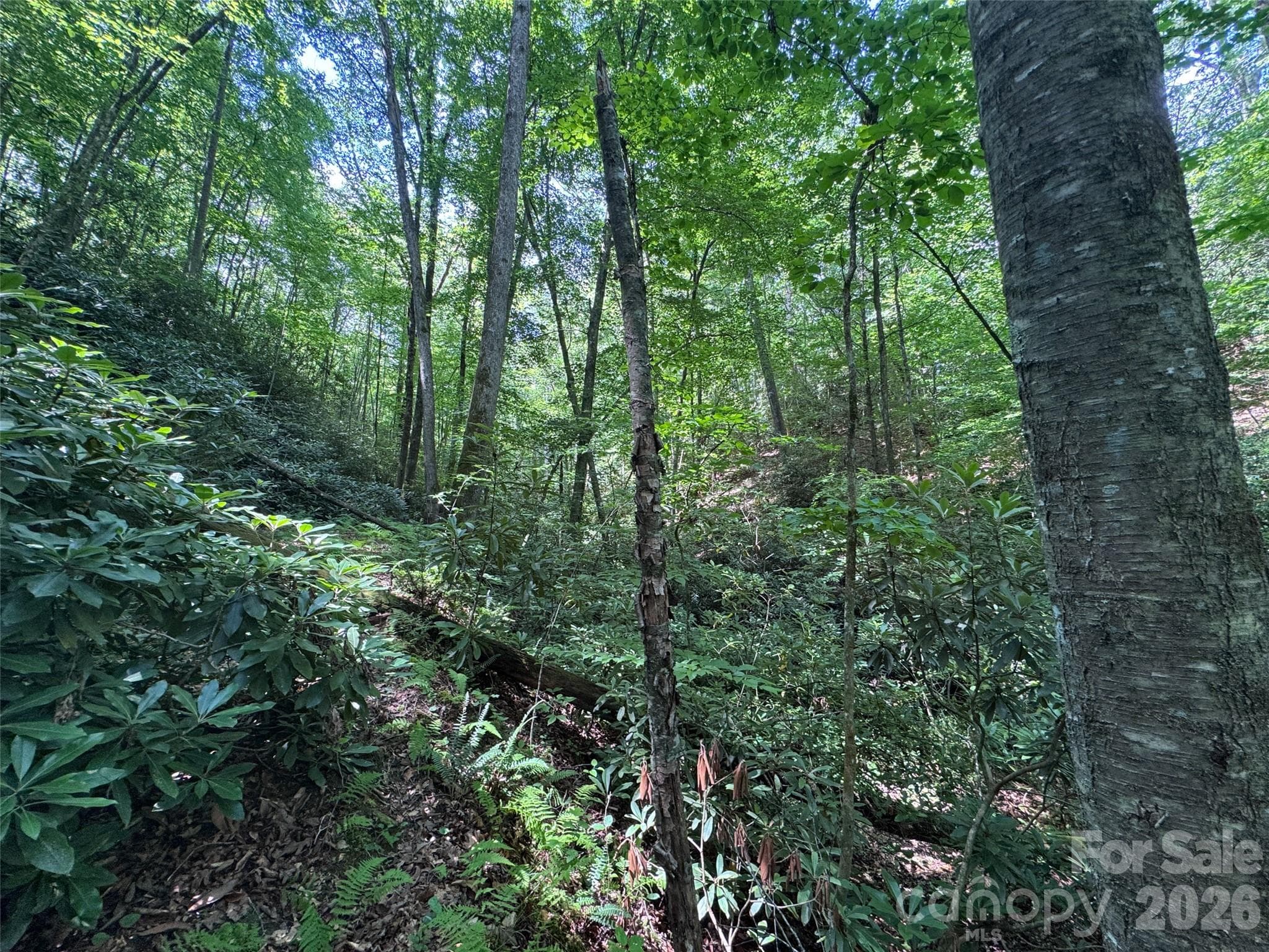 Lot at Brevard, photo 6 of 33