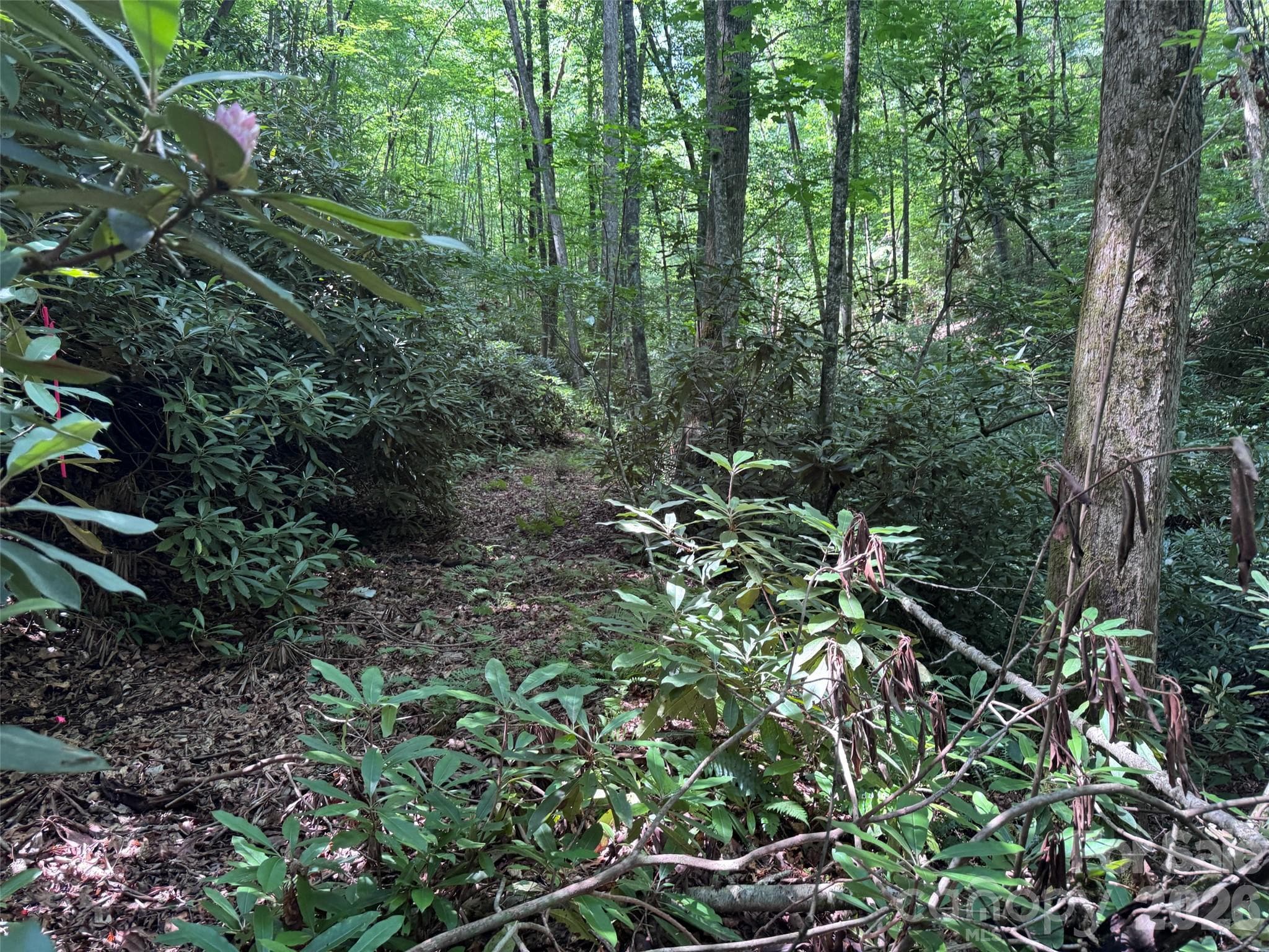 Lot at Brevard, photo 11 of 33