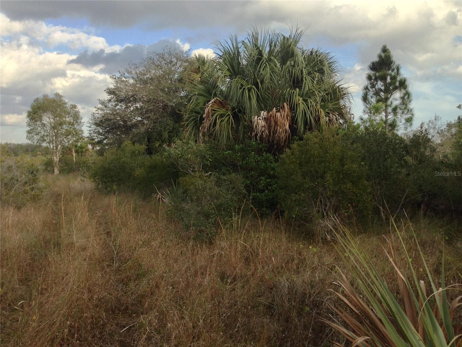 Photo from within 5 acres. - 50670 BERMONT RD, PUNTA GORDA