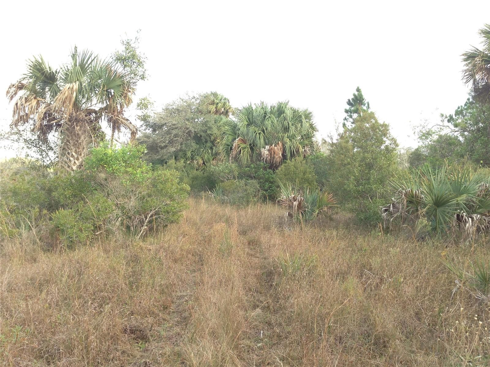 Photo from within 5 acres. - 50670 BERMONT RD, PUNTA GORDA