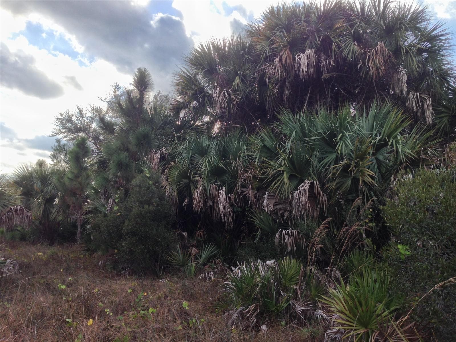 Cabbage/Sabal palm and oak hammock. - 50670 BERMONT RD, PUNTA GORDA