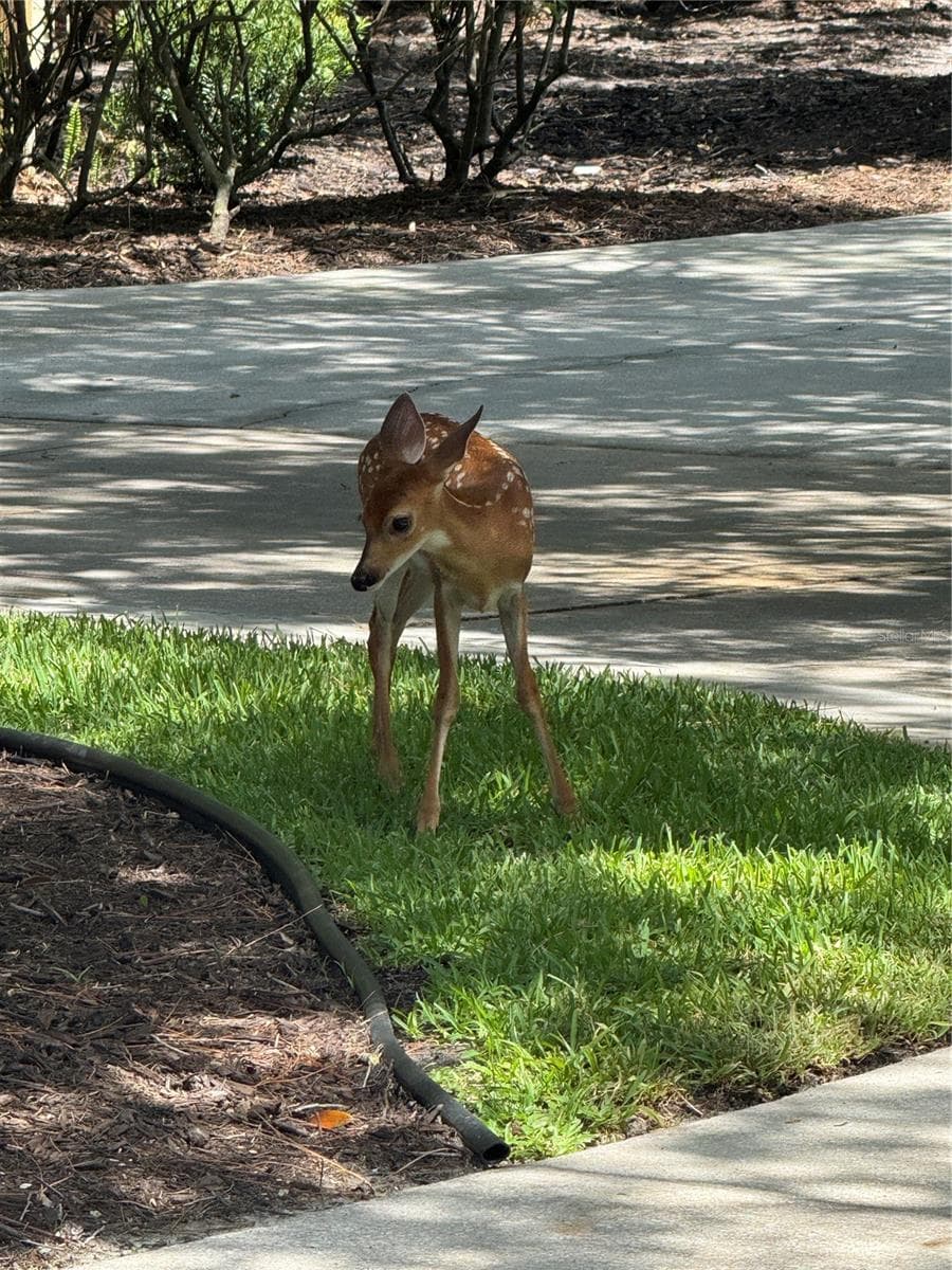 new fawn - 2810 SARASOTA GOLF CLUB BLVD, SARASOTA