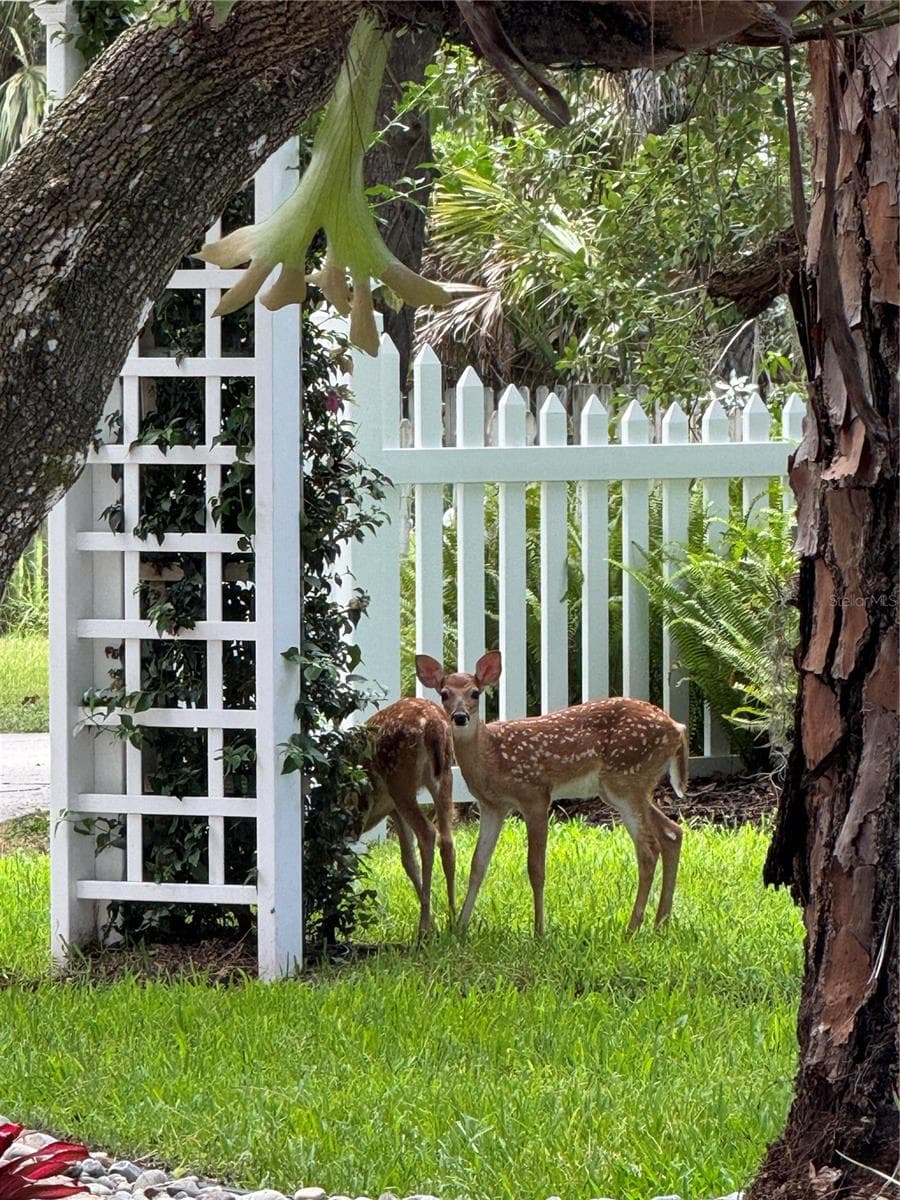 baby fawns - 2810 SARASOTA GOLF CLUB BLVD, SARASOTA