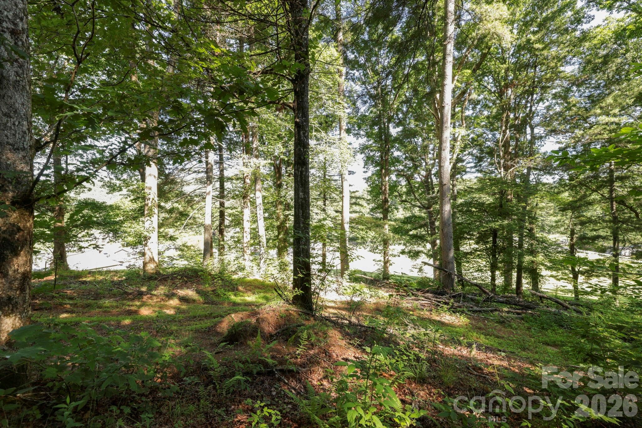 Step into the beautiful woods where dappled sunlight filters through mature trees. This serene, shaded setting offers a peaceful canvas to build your private retreat. - Pisgah Forest