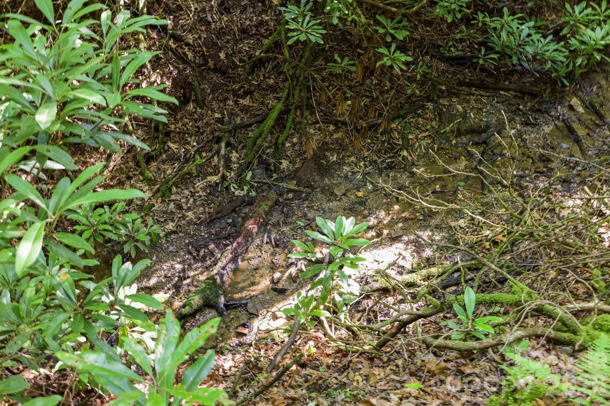 Discover the peaceful stream on the back side of the property. Surrounded by native rhododendrons, ferns, and a lush canopy, it's a quiet, shaded oasis for nature lovers. - Pisgah Forest