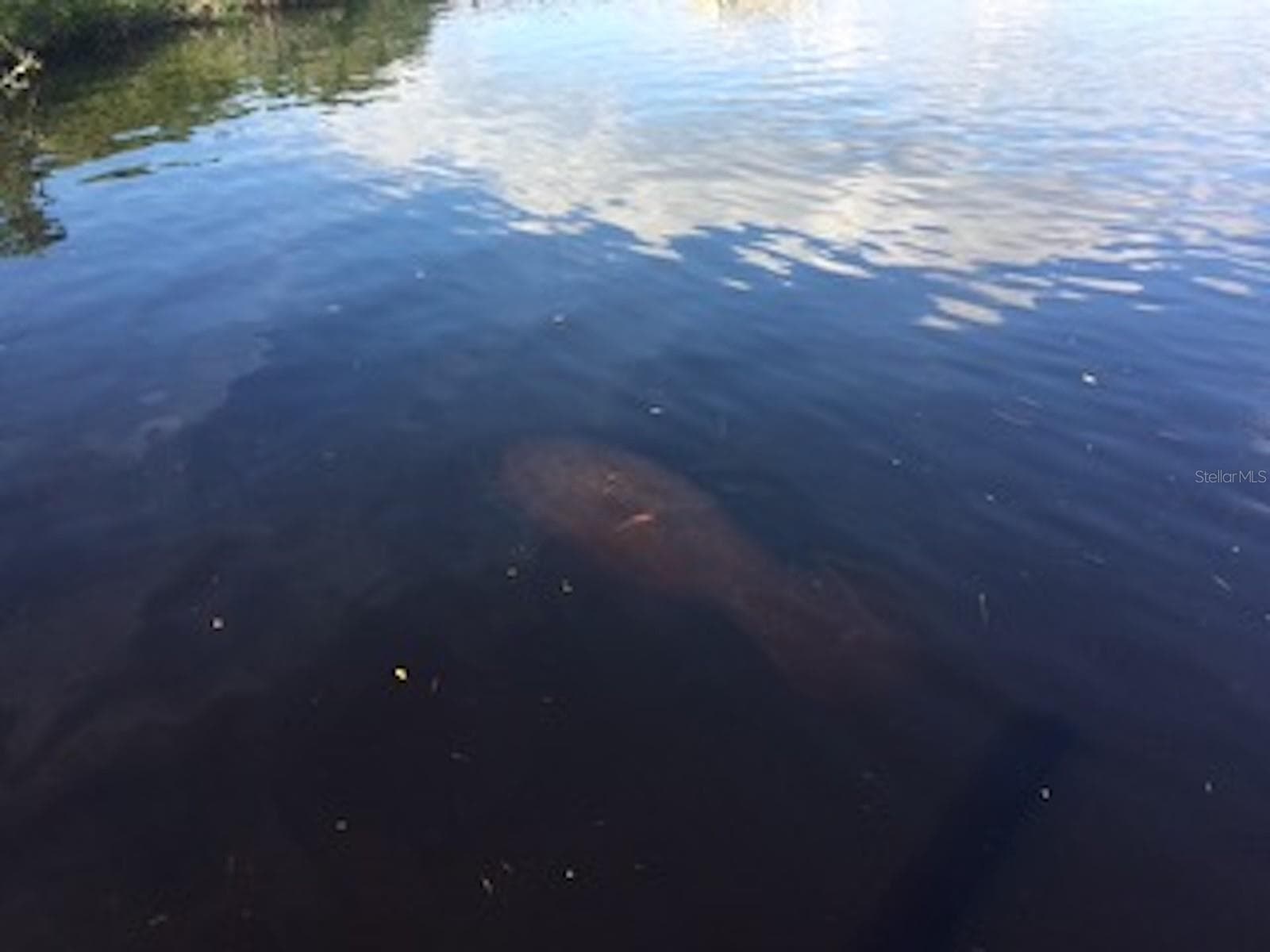 Frequent Manatee viewings from the dock of Lot 6 Riverfront Dr - 0 RIVERFRONT DR #Lot 6, VENICE