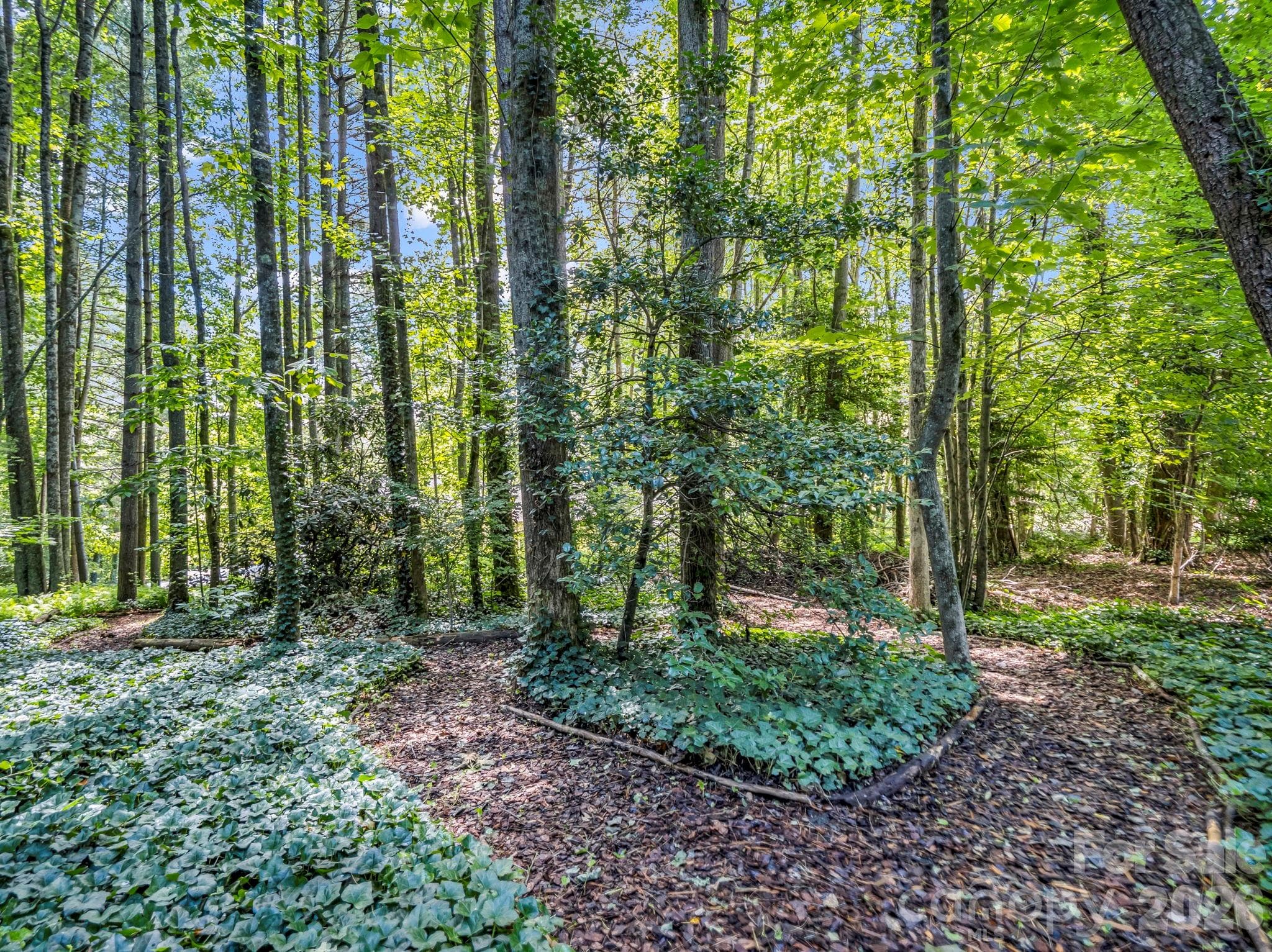 Private nature trail on the property, accessed from the backyard - 115 Woodhaven Drive, Hendersonville