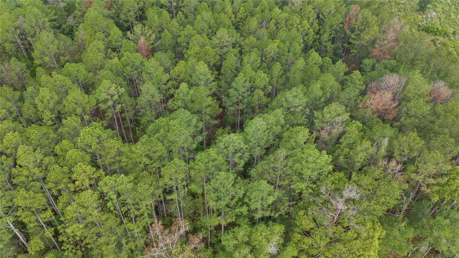 Land at NE US HIGHWAY 301, HAWTHORNE, photo 6 of 25