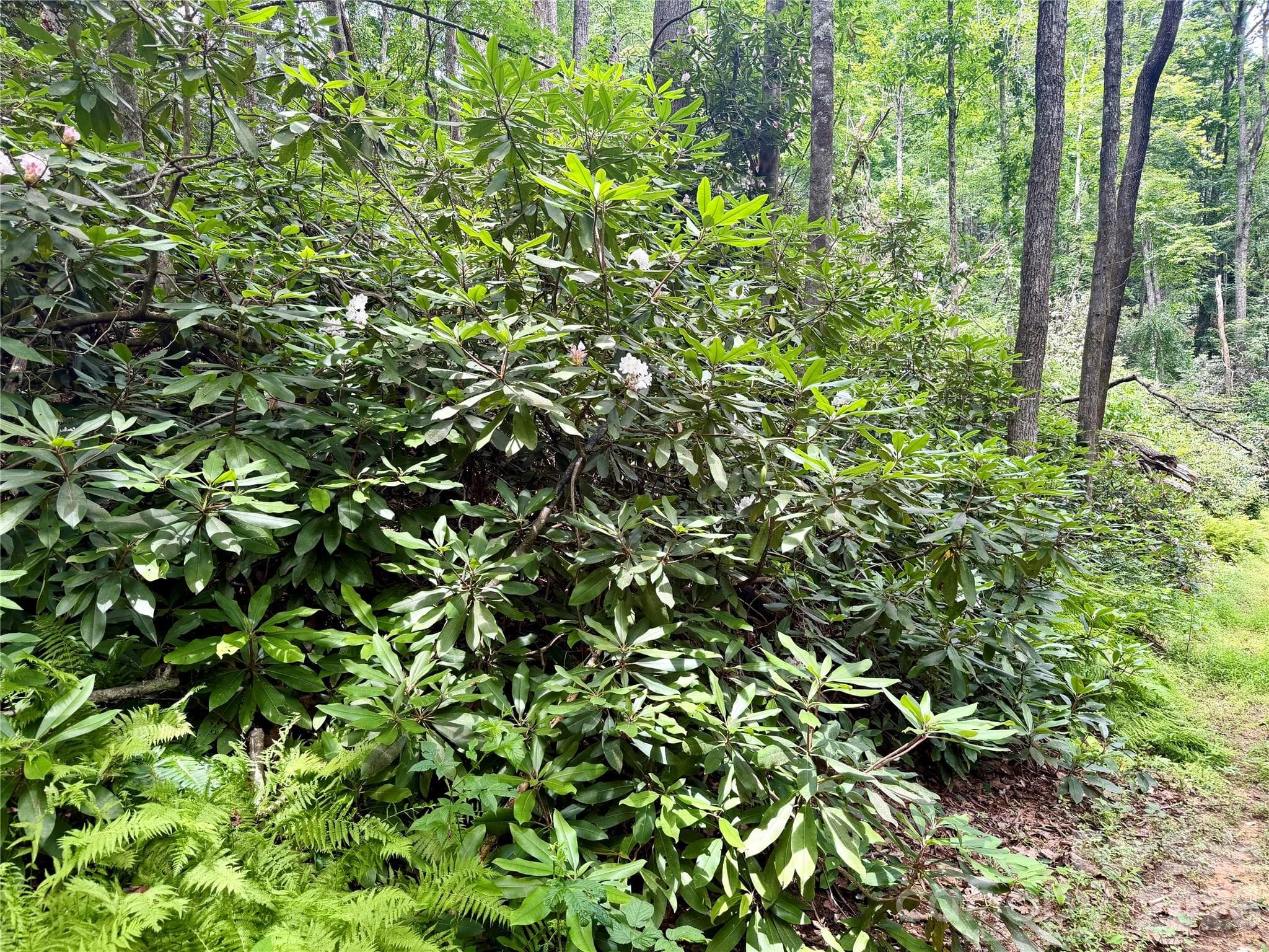 Unrestricted Acreage - 106 Flora Lina Drive, Brevard