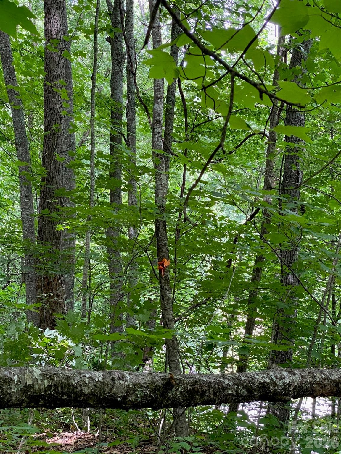 Lot at Waynesville, photo 5 of 6