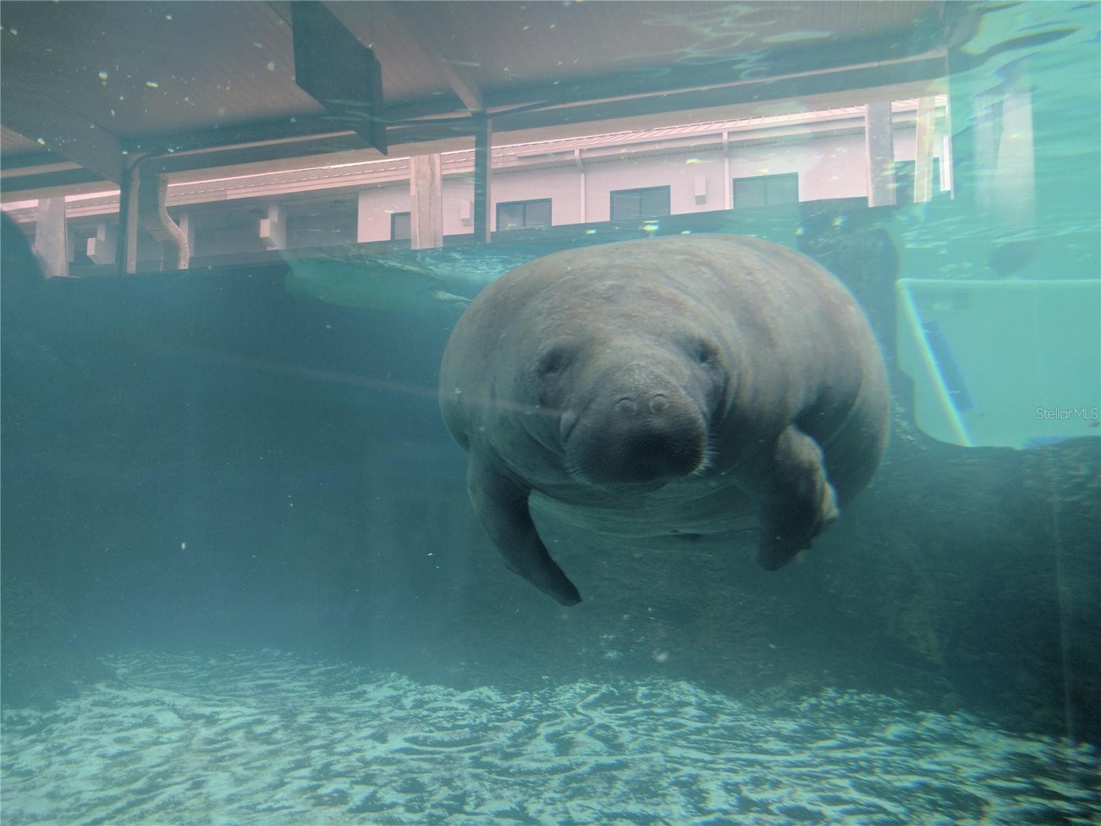 Visit the Manatee at Mote Marine Aquarium. - 2008 CANAL DR #M3, BRADENTON