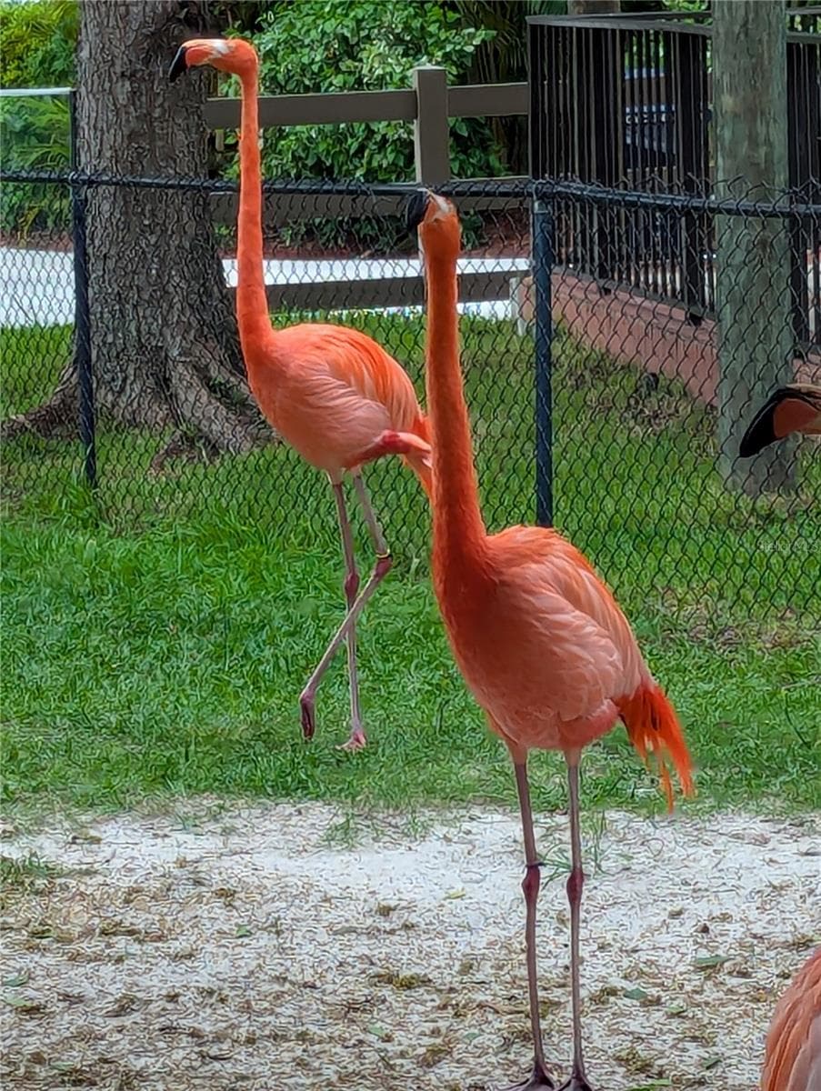 Visit Jungle Gardens, it's full of adventures. - 2008 CANAL DR #M3, BRADENTON