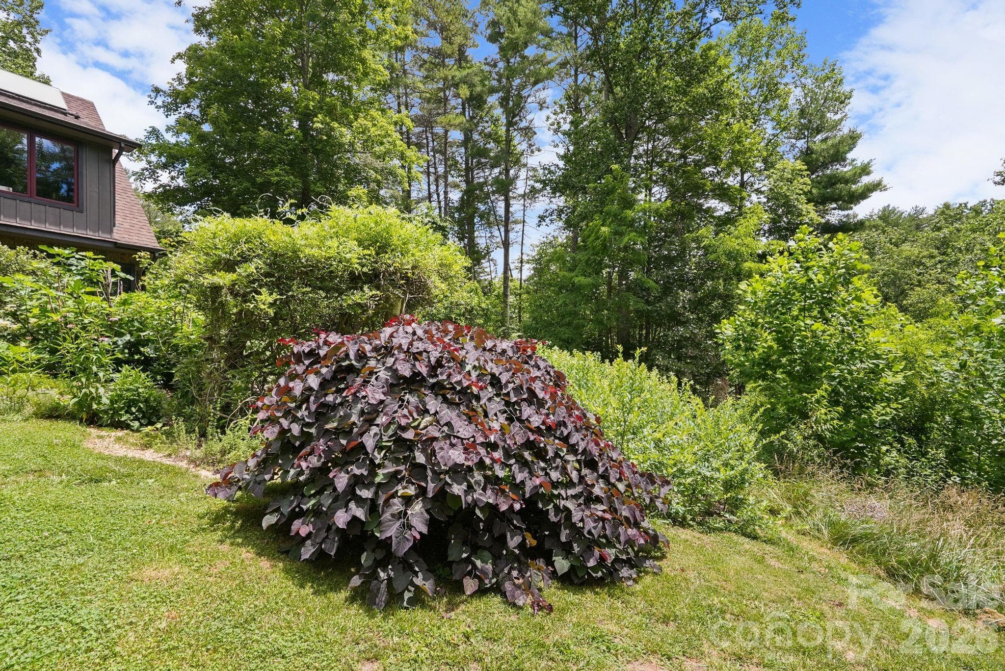 weeping red bud - 24 Merriwood Trail, Arden