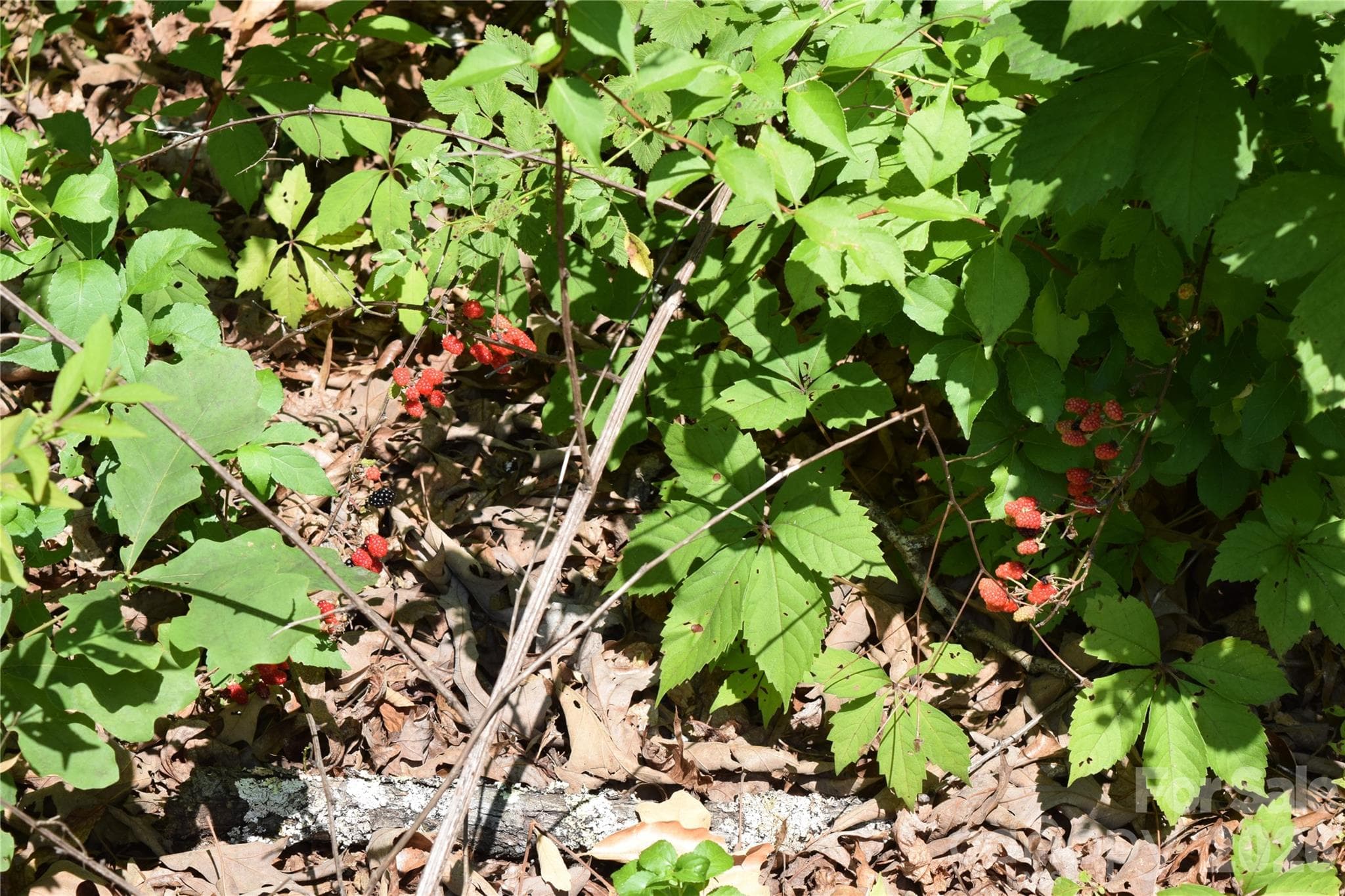 Lot 22 in June 2026 - wild berries growing - 22 River Club Drive, Cullowhee