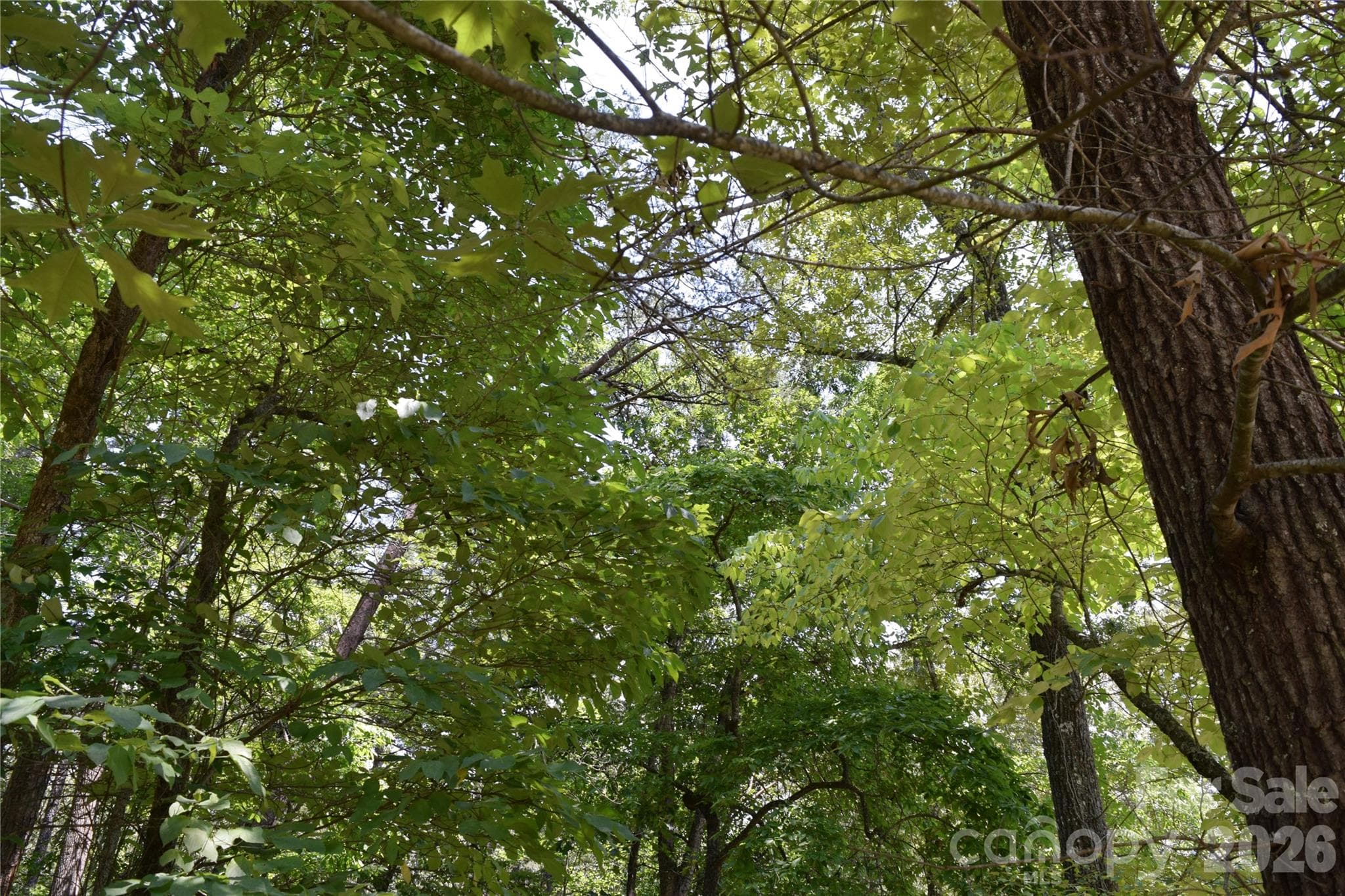 Lot 22 in June 2026 - 22 River Club Drive, Cullowhee