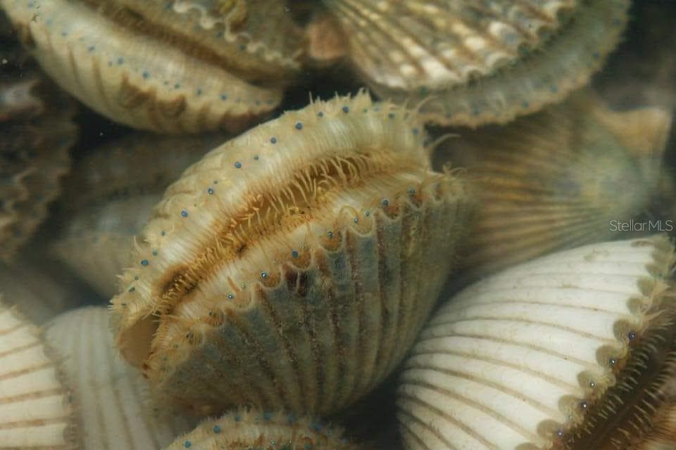 Coming enjoy harvesting scallops in your back yard! - 6629 TOWER DR, HUDSON