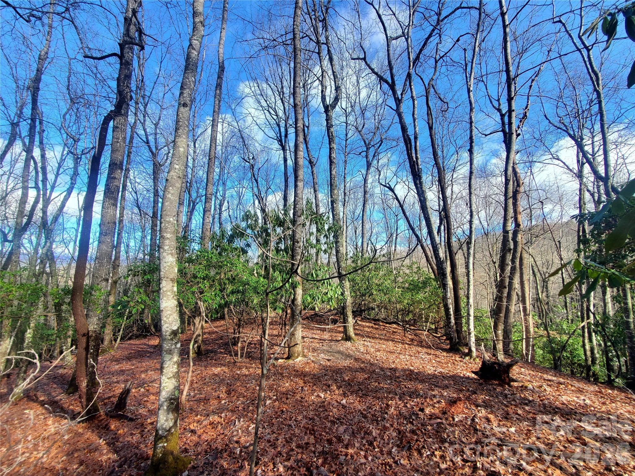 Lot at Pisgah Forest, photo 2 of 12