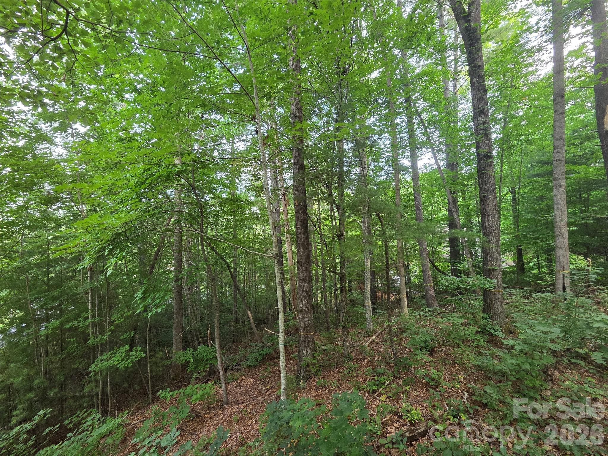 Lot at Weaverville, photo 3 of 12