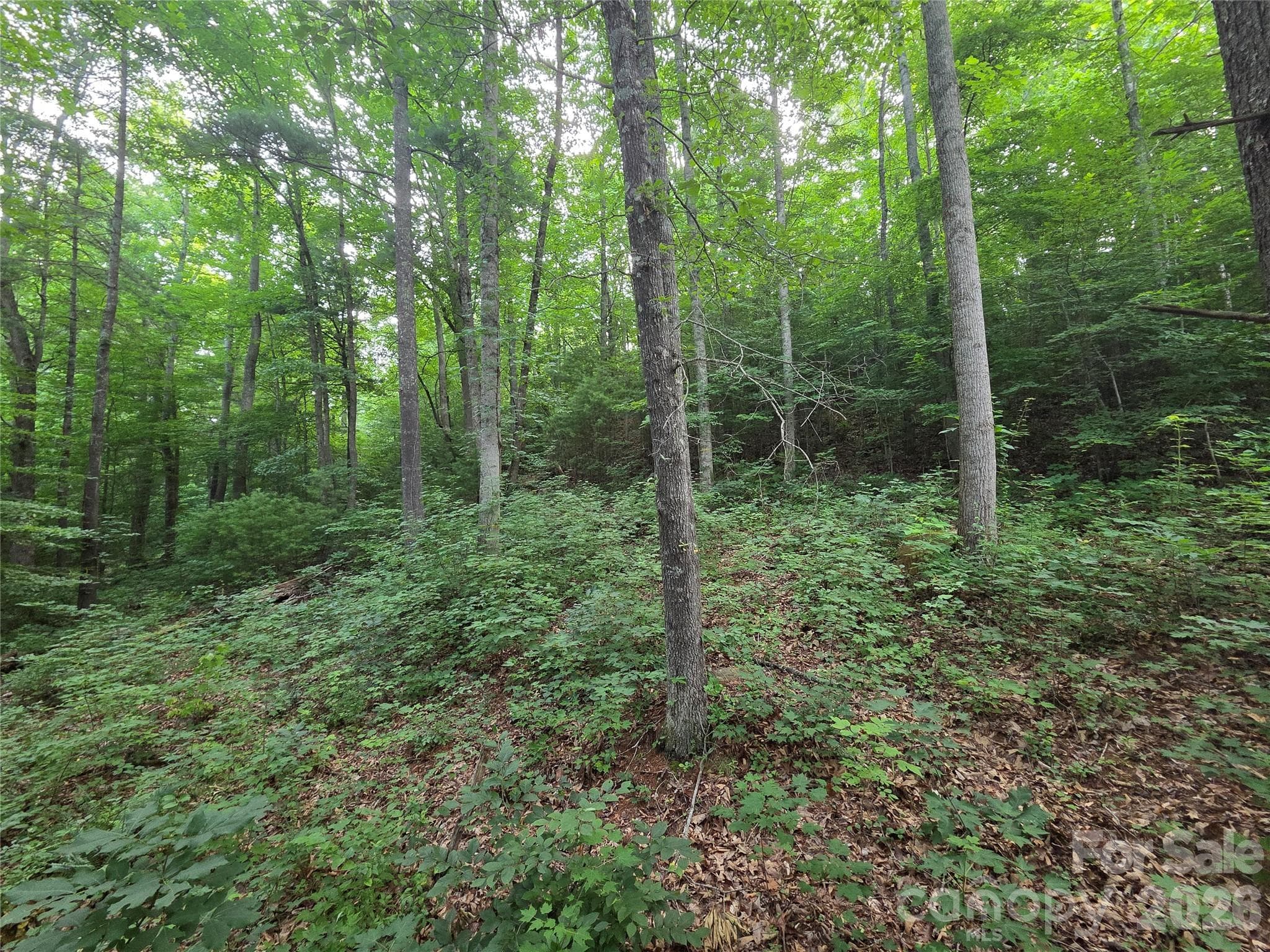 Lot at Weaverville, photo 4 of 12