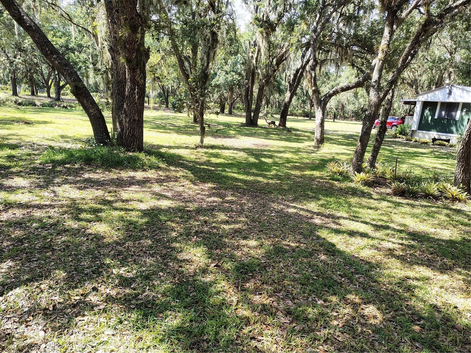 Yard - 12627 BLACKBERRY LN, LAKE WALES