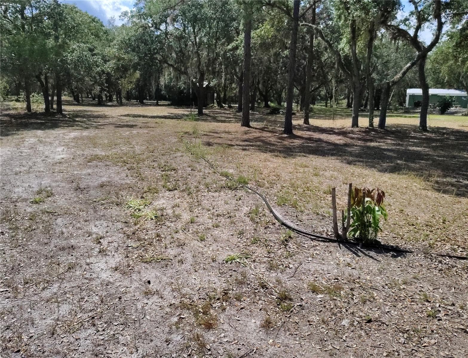 Yard - 12627 BLACKBERRY LN, LAKE WALES