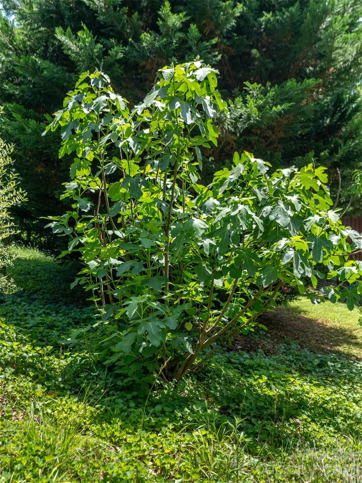 Fig trees. - 60 Mardell Circle, Asheville