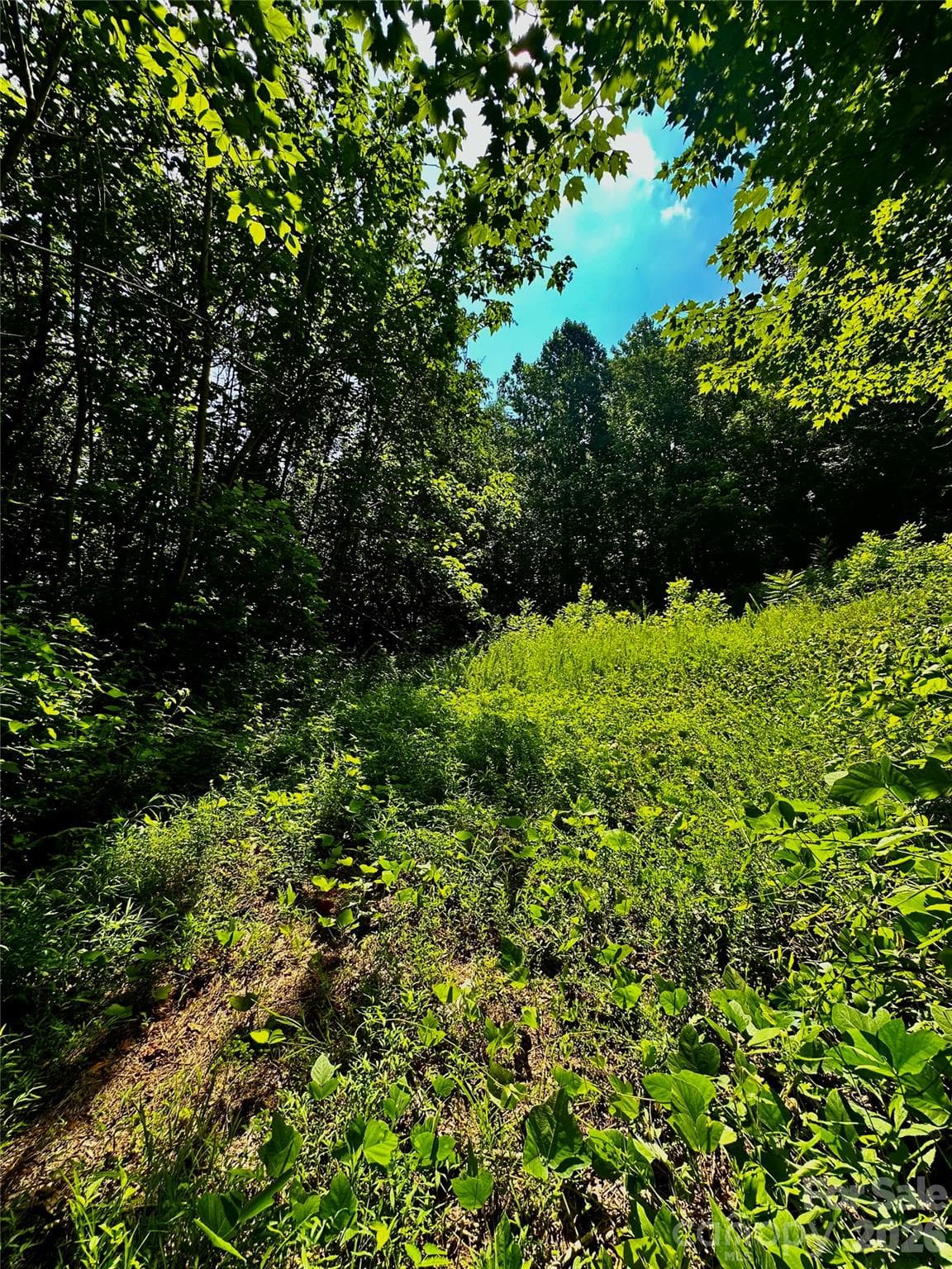 Acreage at 75 Fork Creek Road, Saluda, photo 6 of 26