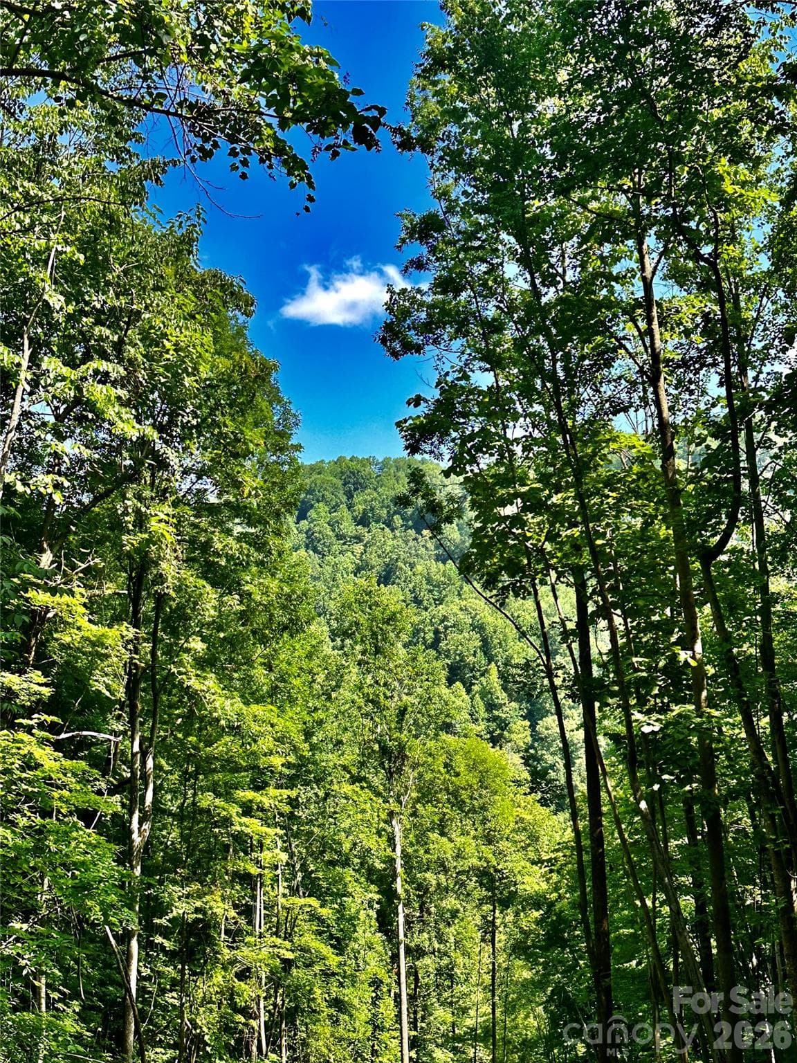 Acreage at 75 Fork Creek Road, Saluda, photo 11 of 26