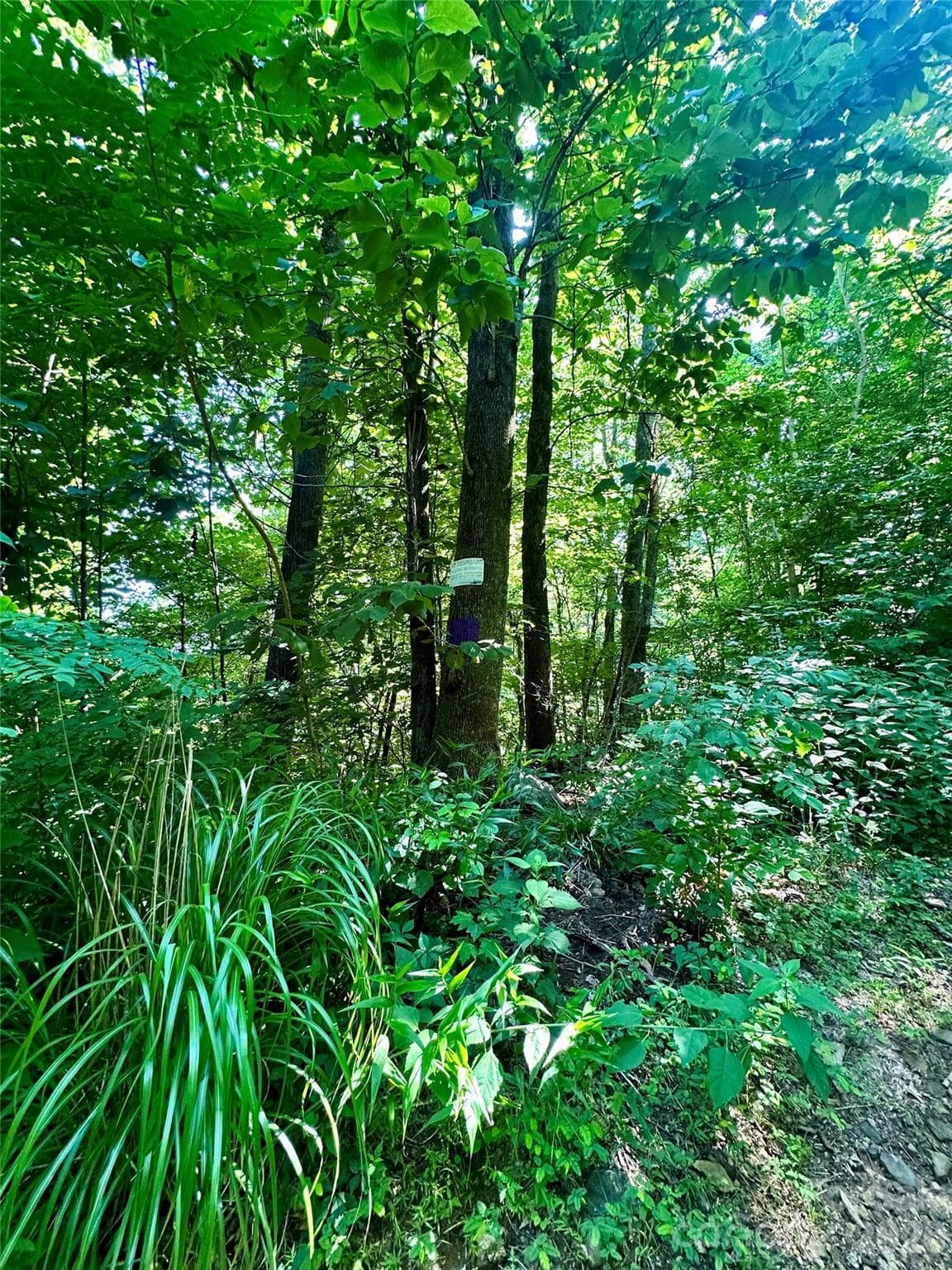 Acreage at 75 Fork Creek Road, Saluda, photo 24 of 26