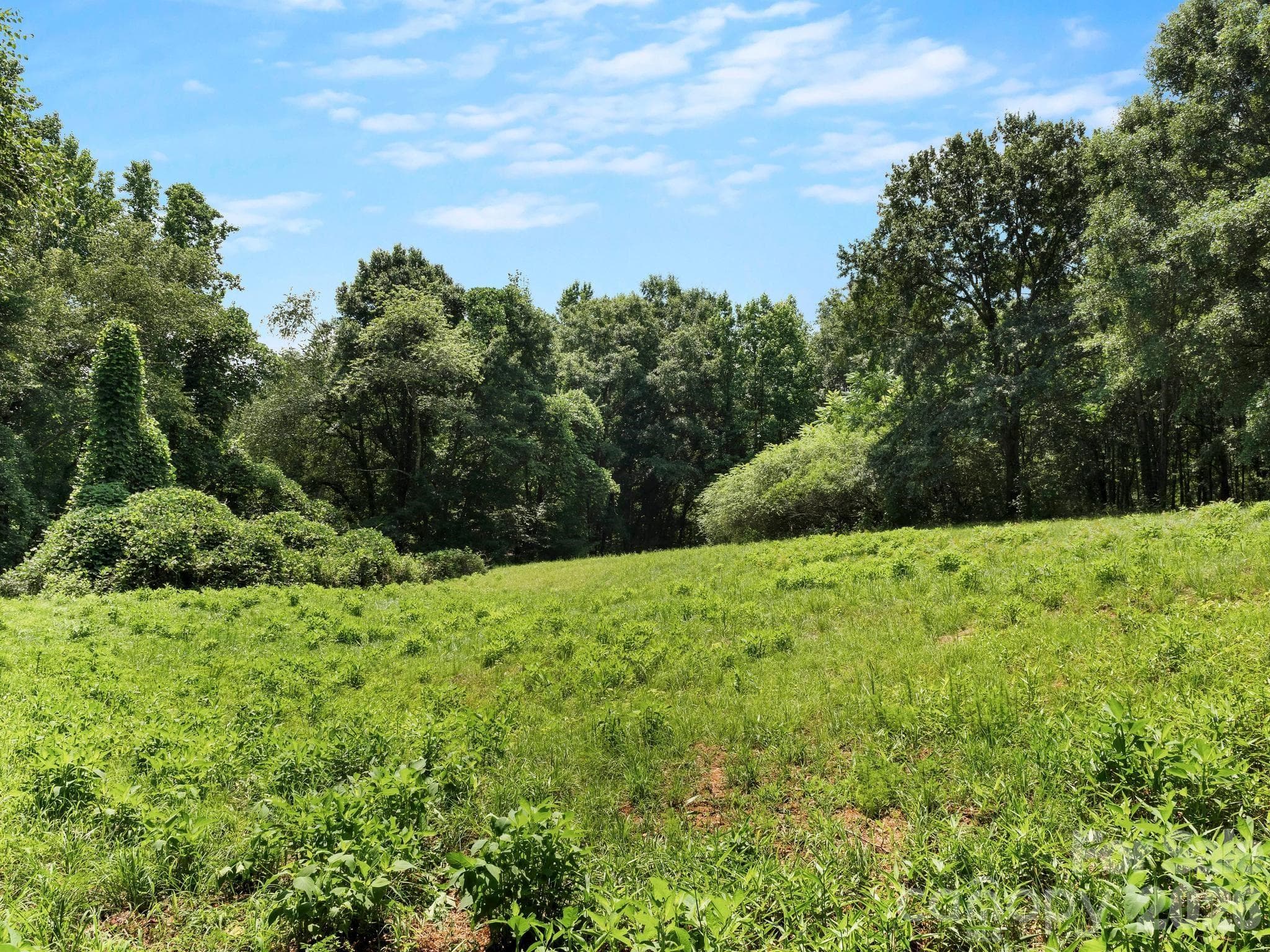 A lower field towards the back of the property could be fenced for additional pasture - 1541 Sandy Springs Road, Rutherfordton