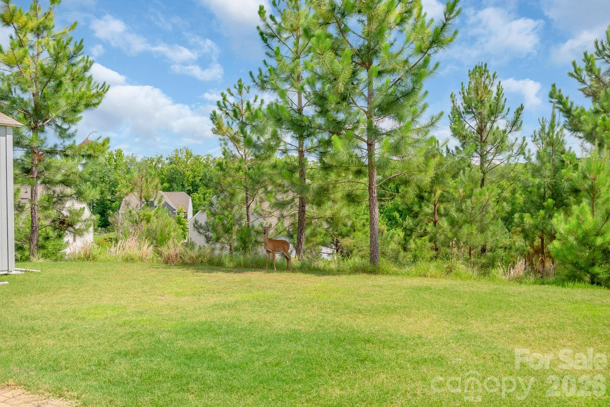backyard (look closely, there is a visitor) - Charlotte