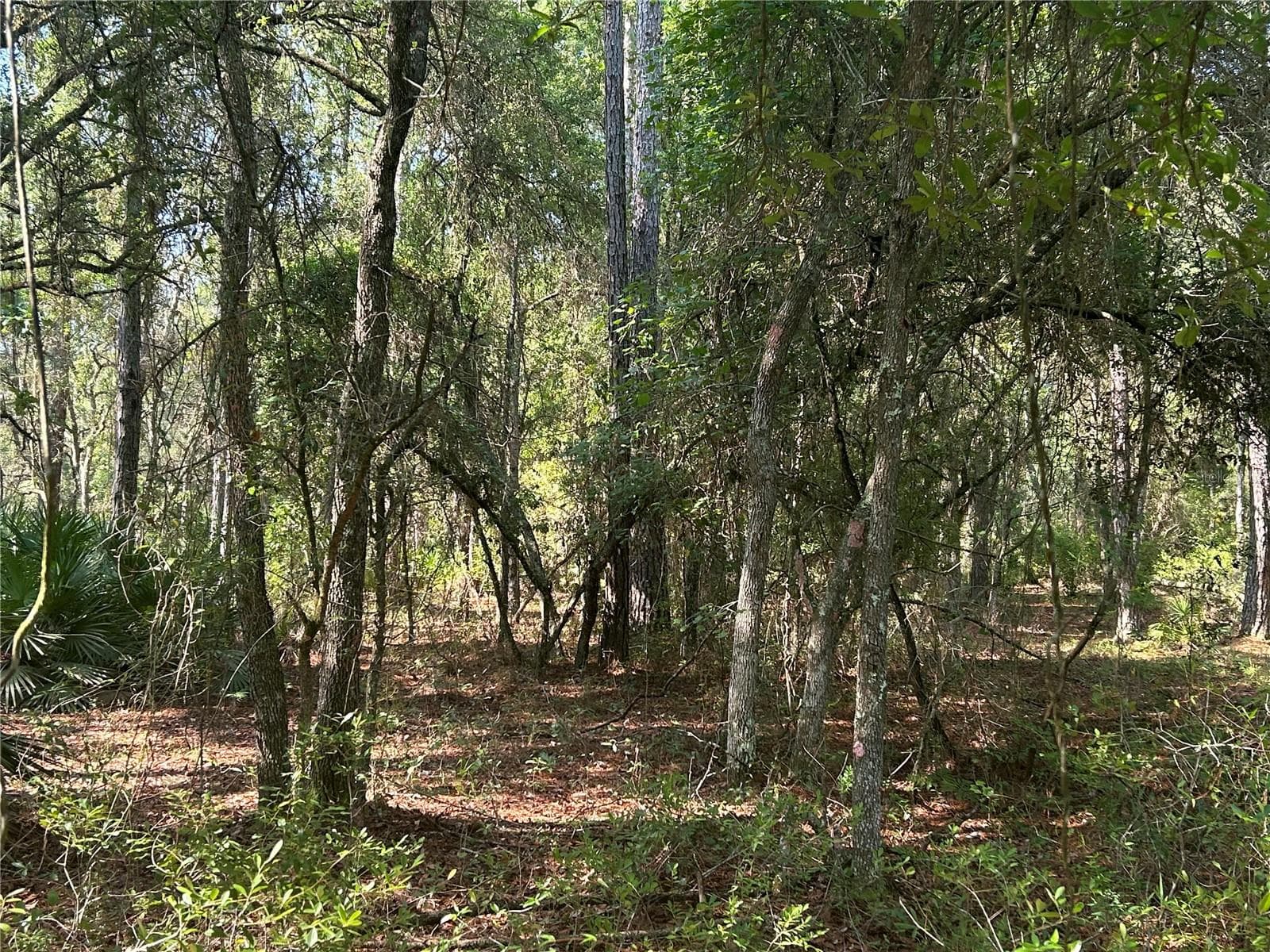 Land at 709 GEORGETOWN DENVER RD, CRESCENT CITY, photo 2 of 14