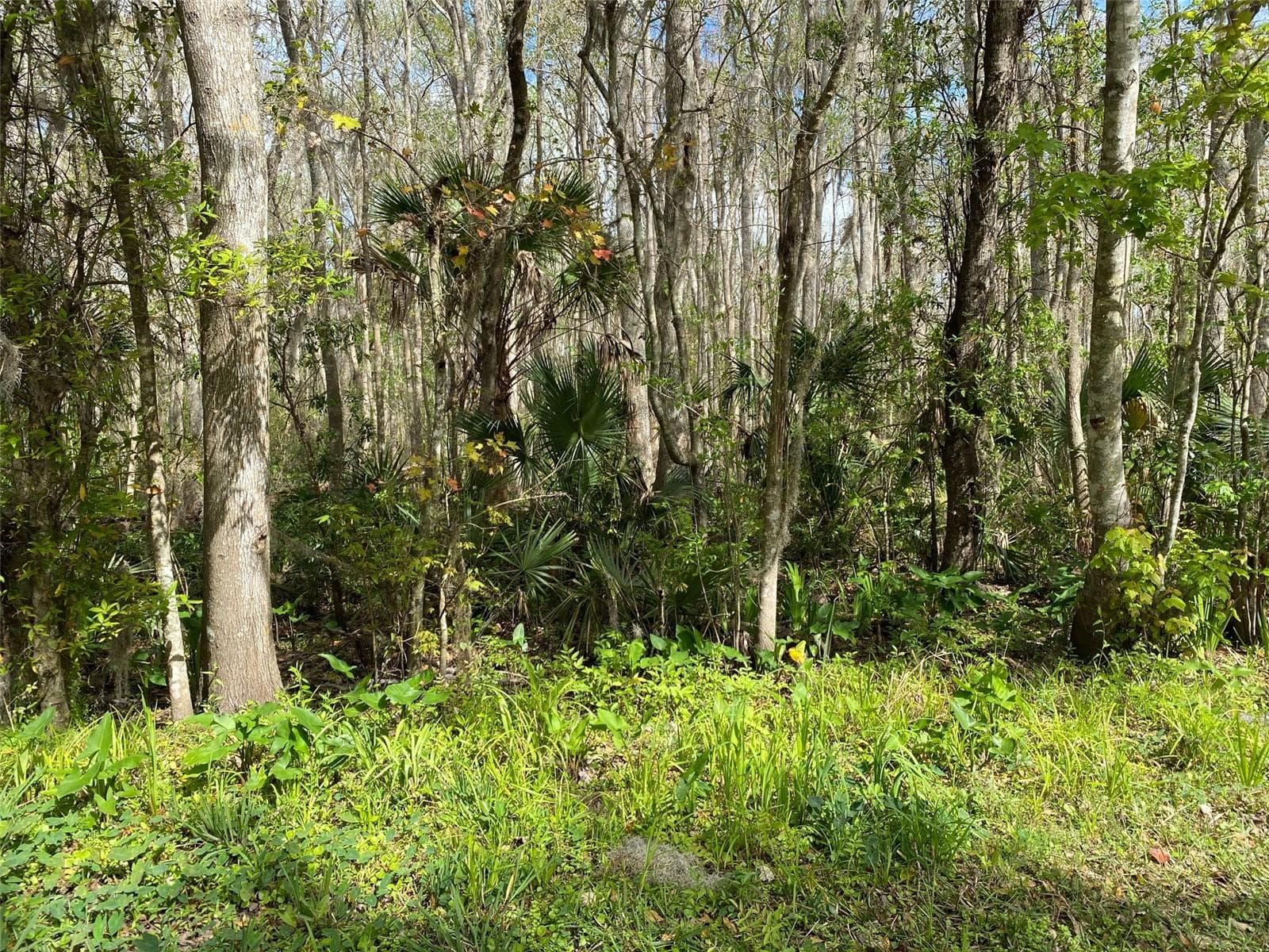 Land at 709 GEORGETOWN DENVER RD, CRESCENT CITY, photo 3 of 14