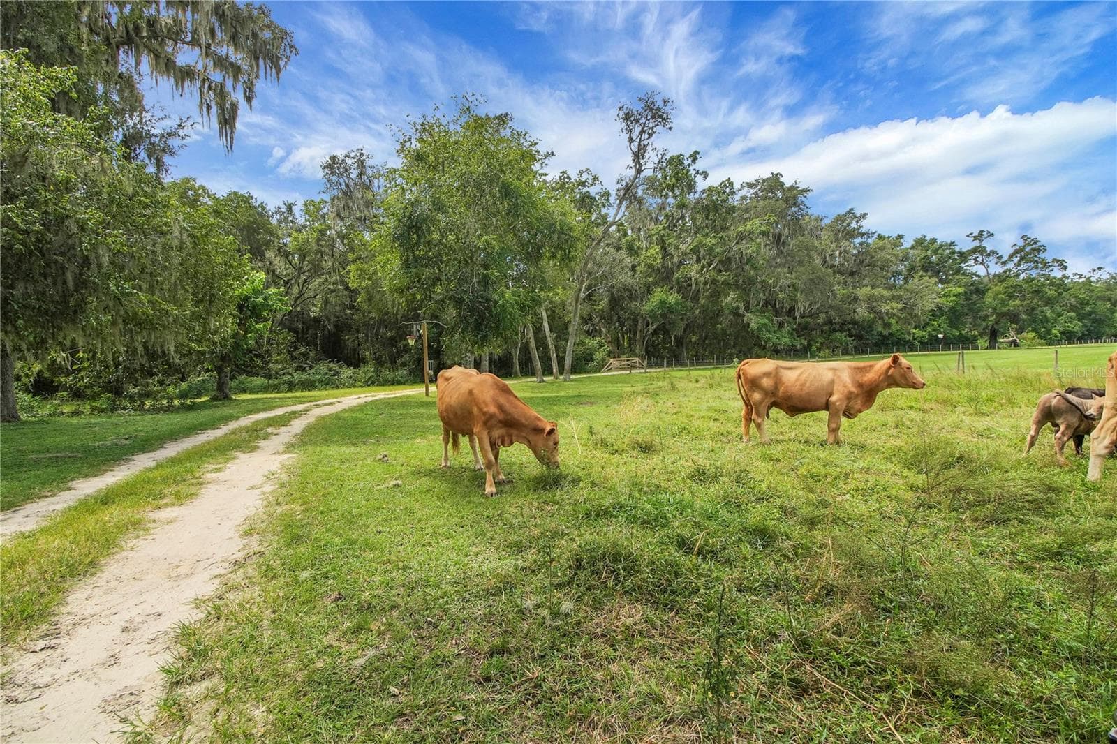 Drive way to home - 10757 COUNTY ROAD 223, OXFORD