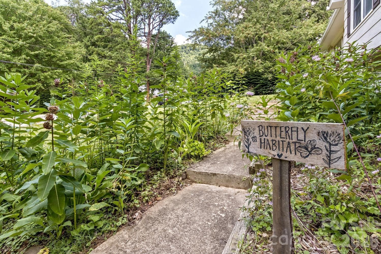 Established plants - Asheville