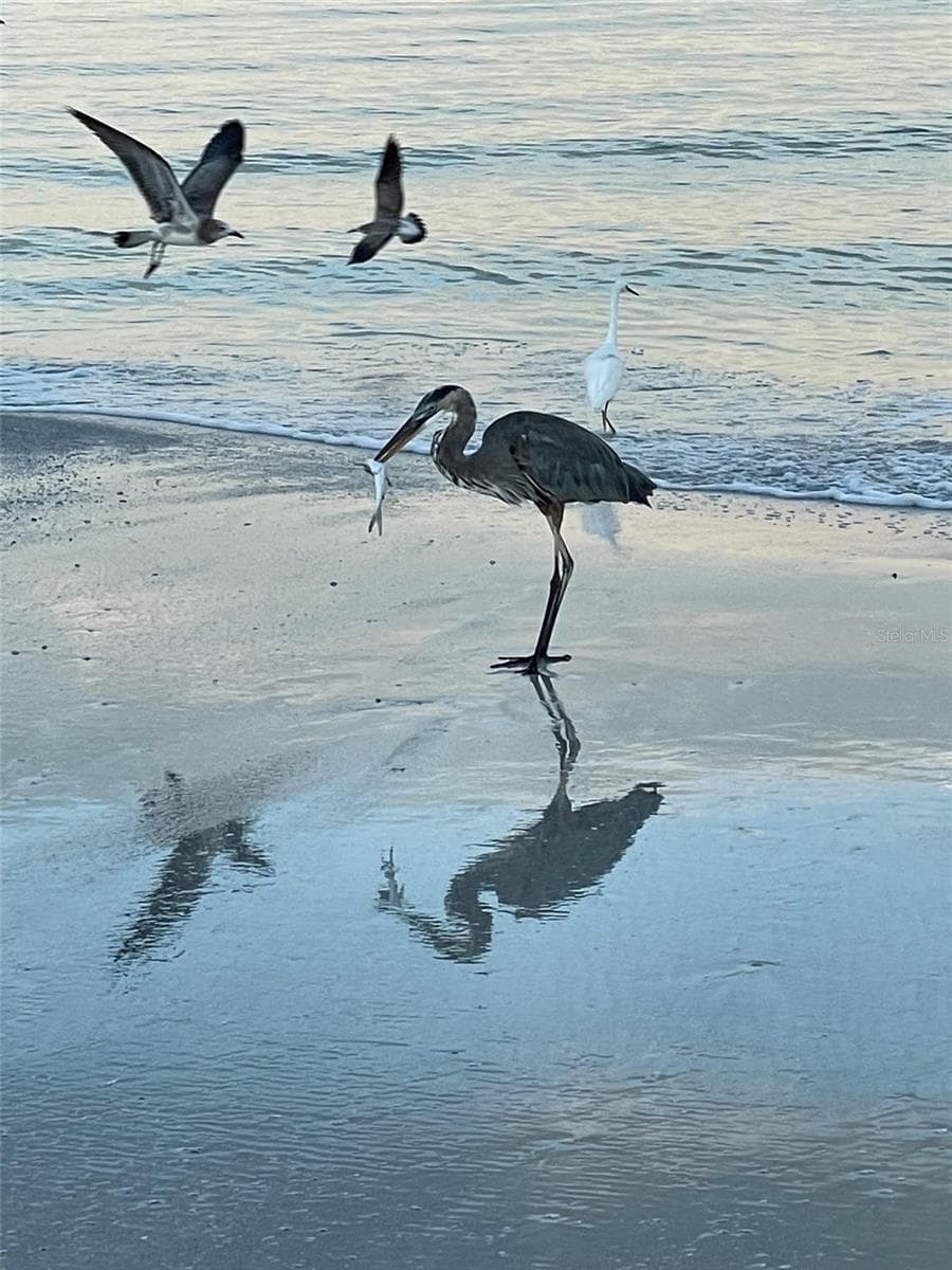Birds on beach - 100 BLUFF VIEW DR #211C, BELLEAIR BLUFFS