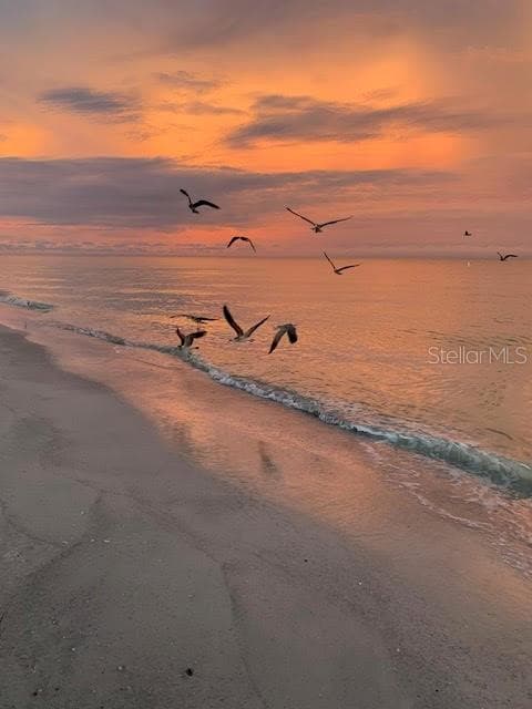 Sunrise on the beach - 100 BLUFF VIEW DR #211C, BELLEAIR BLUFFS