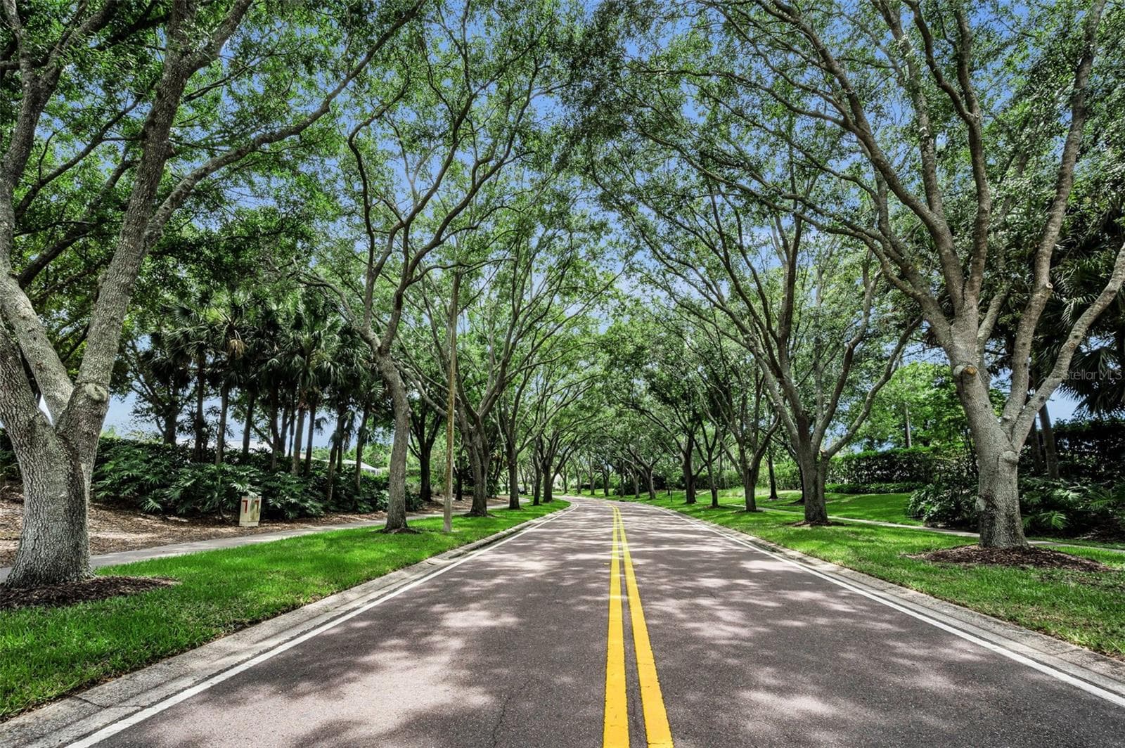 Tree canopy in Lansbrook - 4084 LIGUSTRUM DR, PALM HARBOR