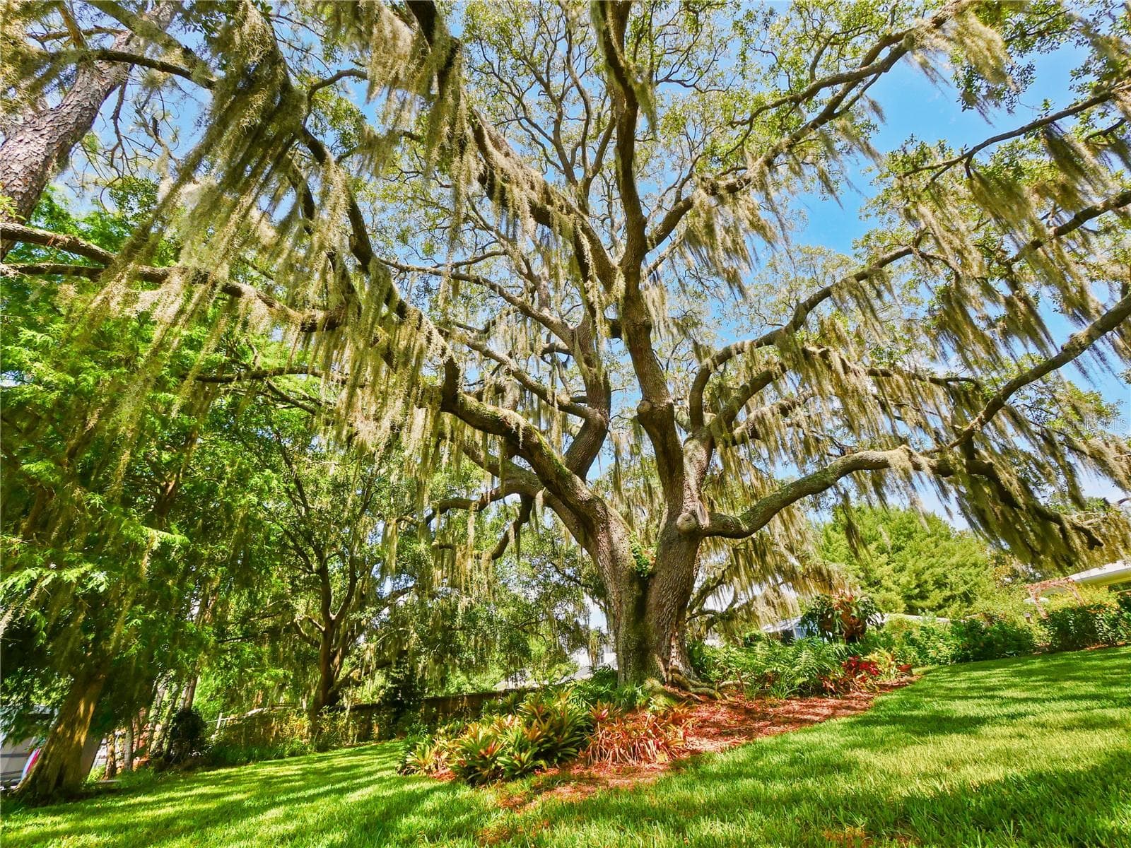 INCREDIBLE LIVE OAKS - 5701 CROSS FOX LN, OVIEDO