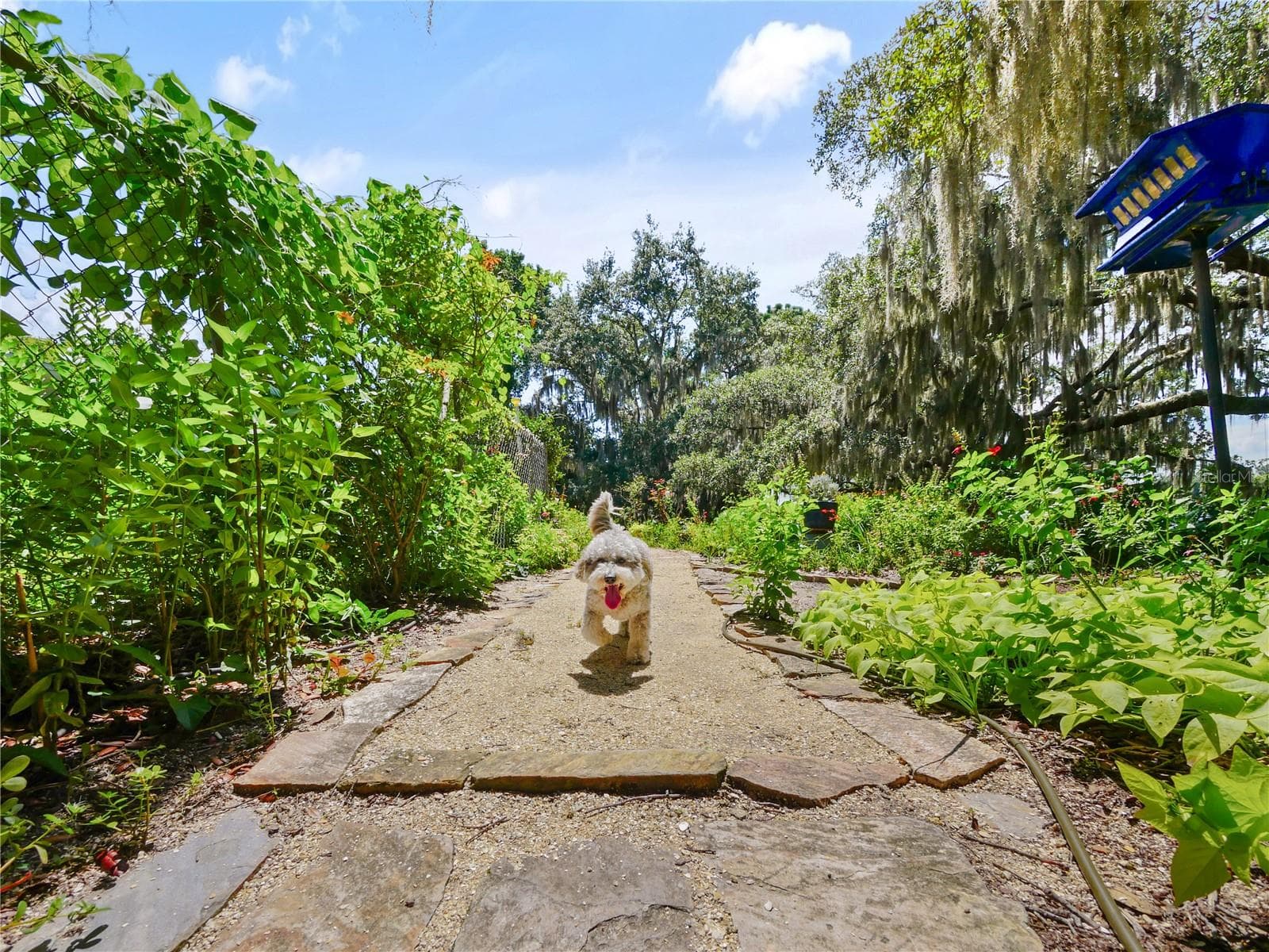 A LITTLE FRIEND NOT INCLUDED WITH THE SALE OF HOME - 5701 CROSS FOX LN, OVIEDO
