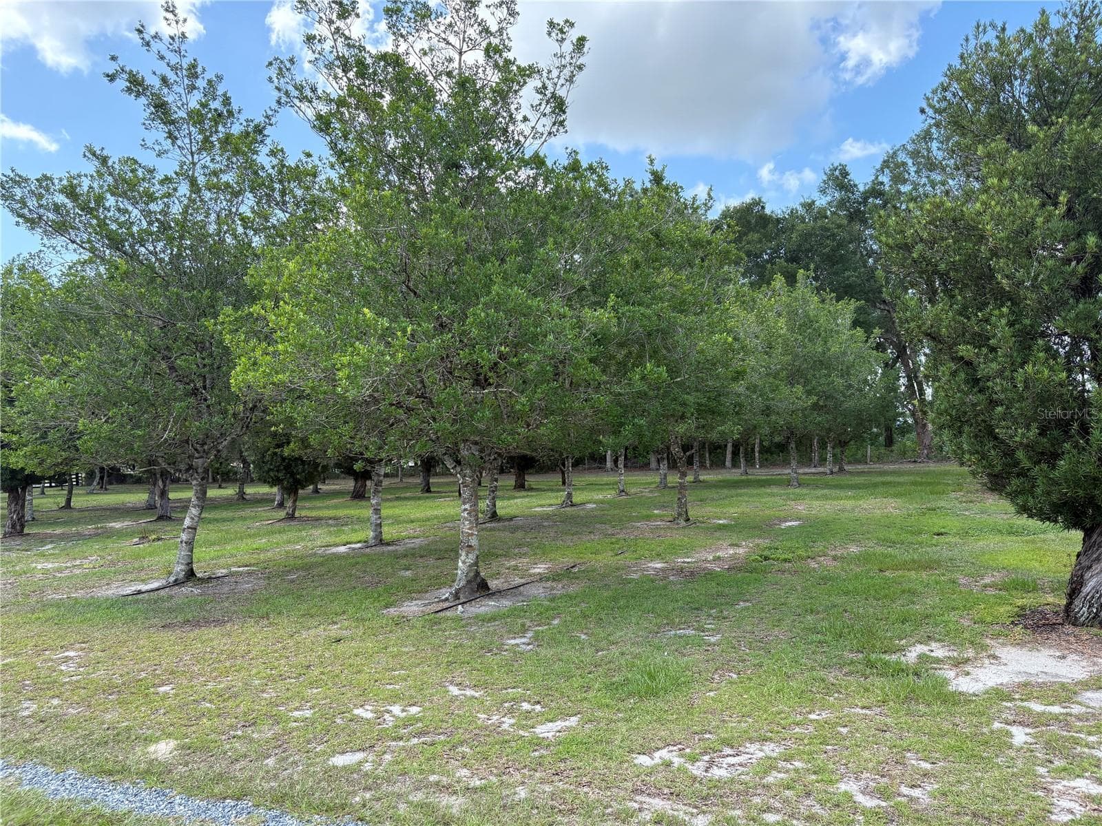Agriculture at 1238 S US 301, SUMTERVILLE, photo 6 of 36