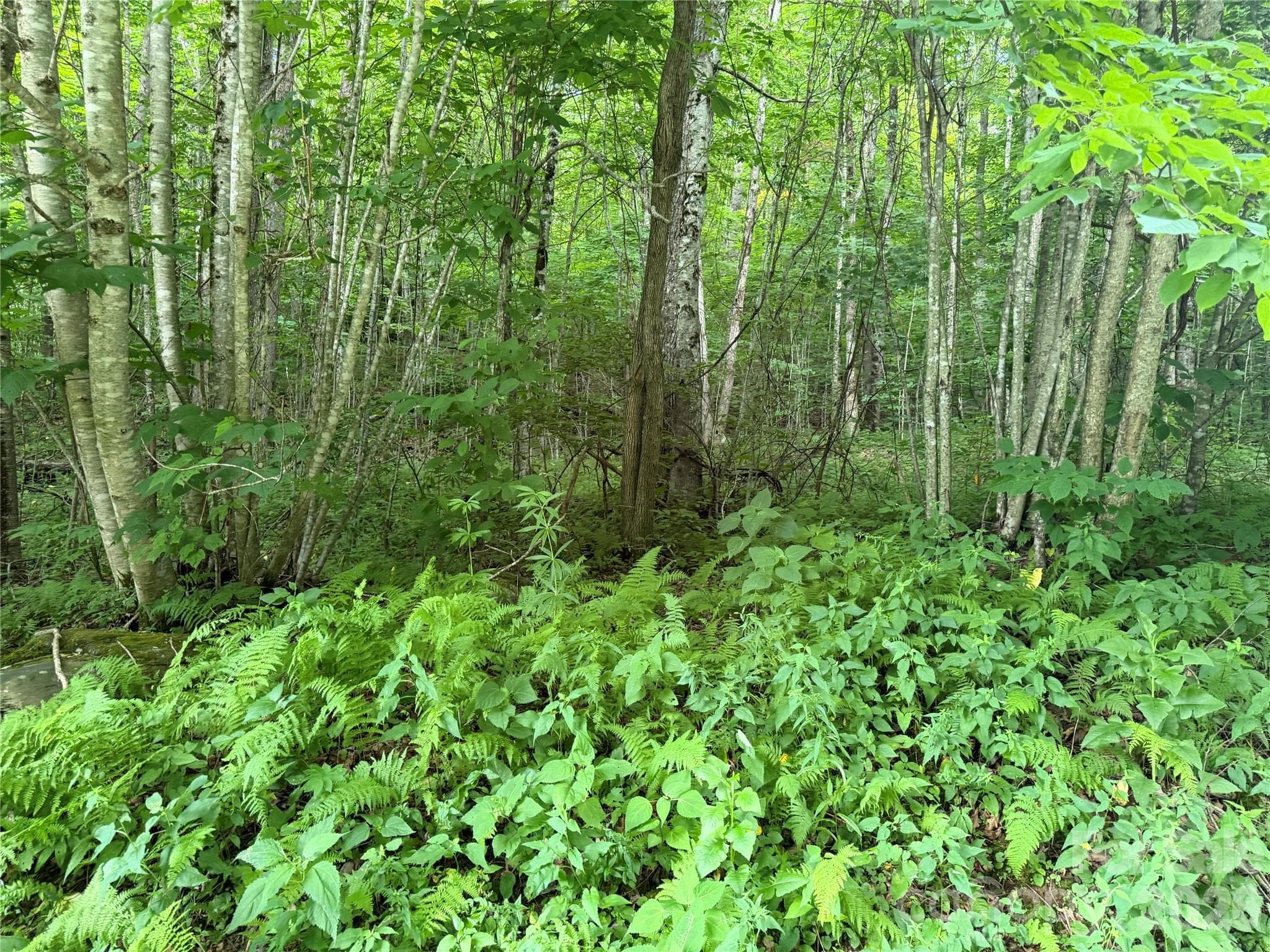 Lot at 64A Jonathan Trail, Maggie Valley, photo 3 of 15
