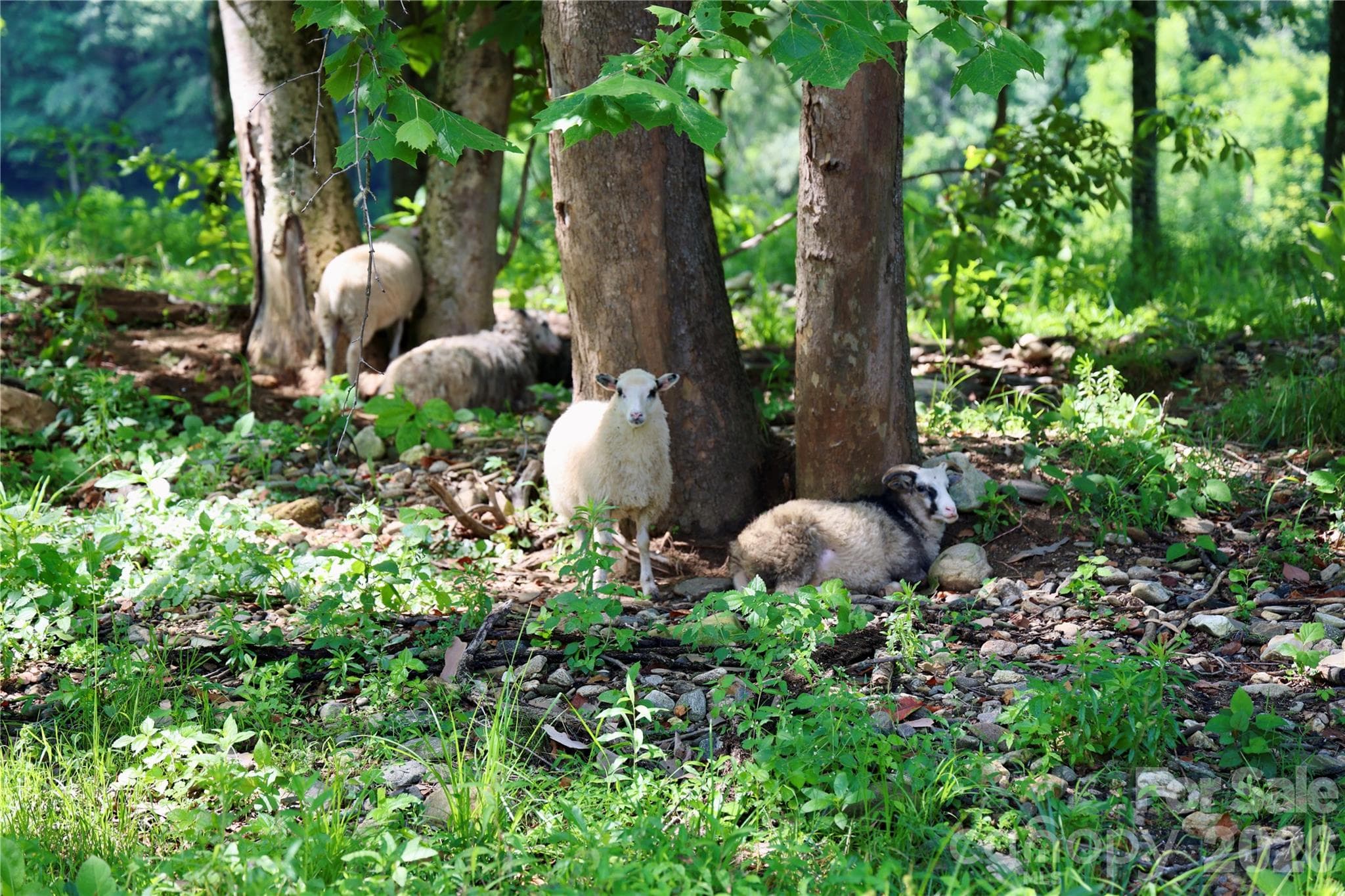Shade for Animals - 793 State Highway 197 South, Burnsville