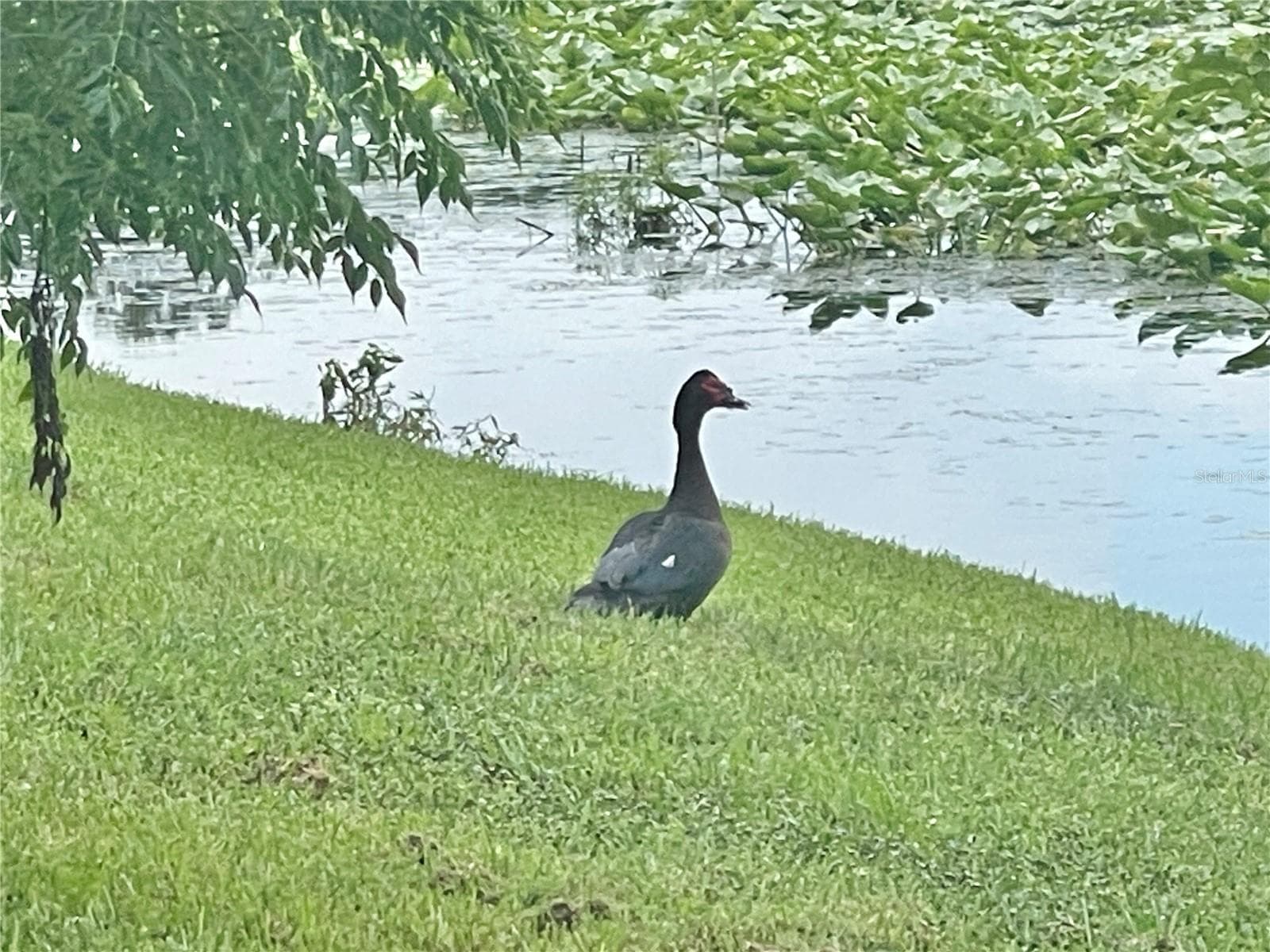 Watch the ducks in the lake from your screened-in back porch - 145 N PEARL LAKE CSWY #112, ALTAMONTE SPRINGS