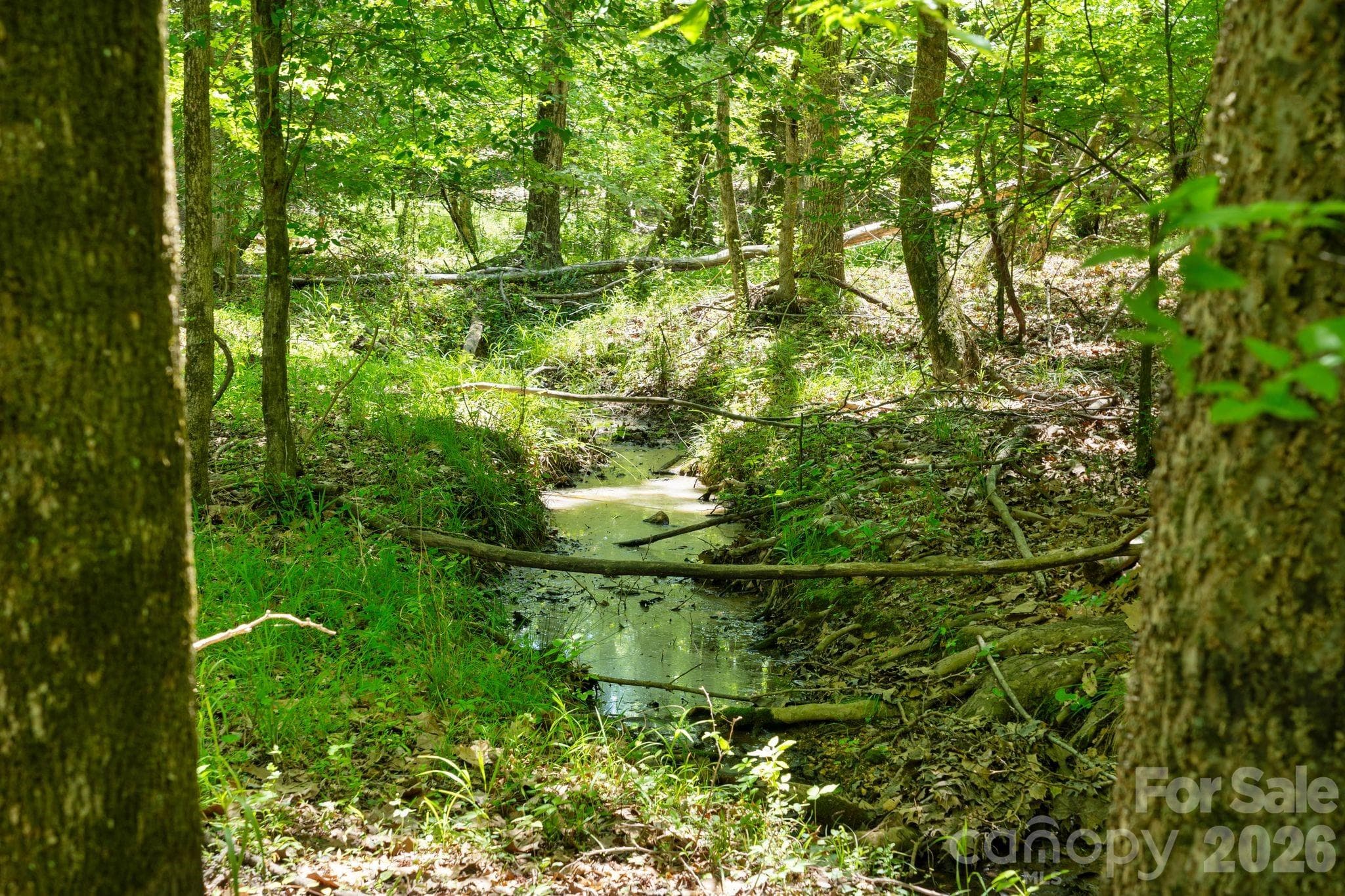 creek rolling through the forest - 0000 Cool Branch Road, Carlisle